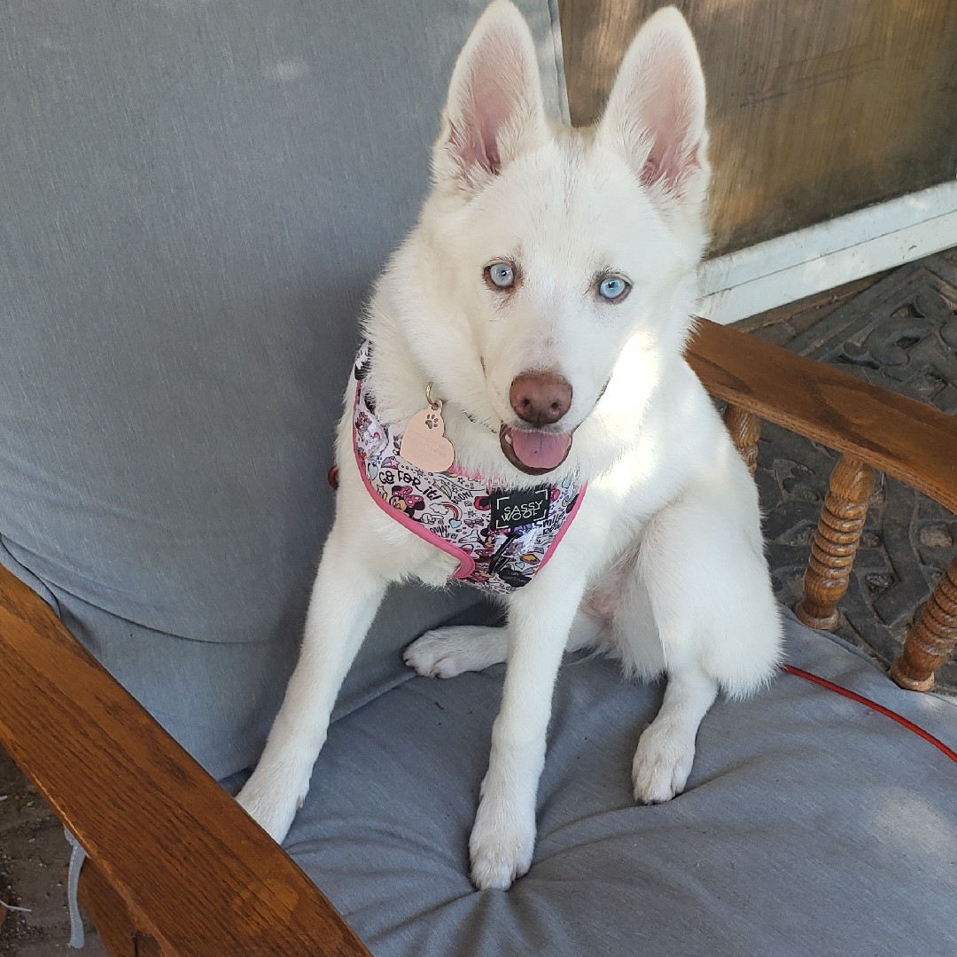 A picture of Yuki, a 2 years 2 months old Other Mix dog.
