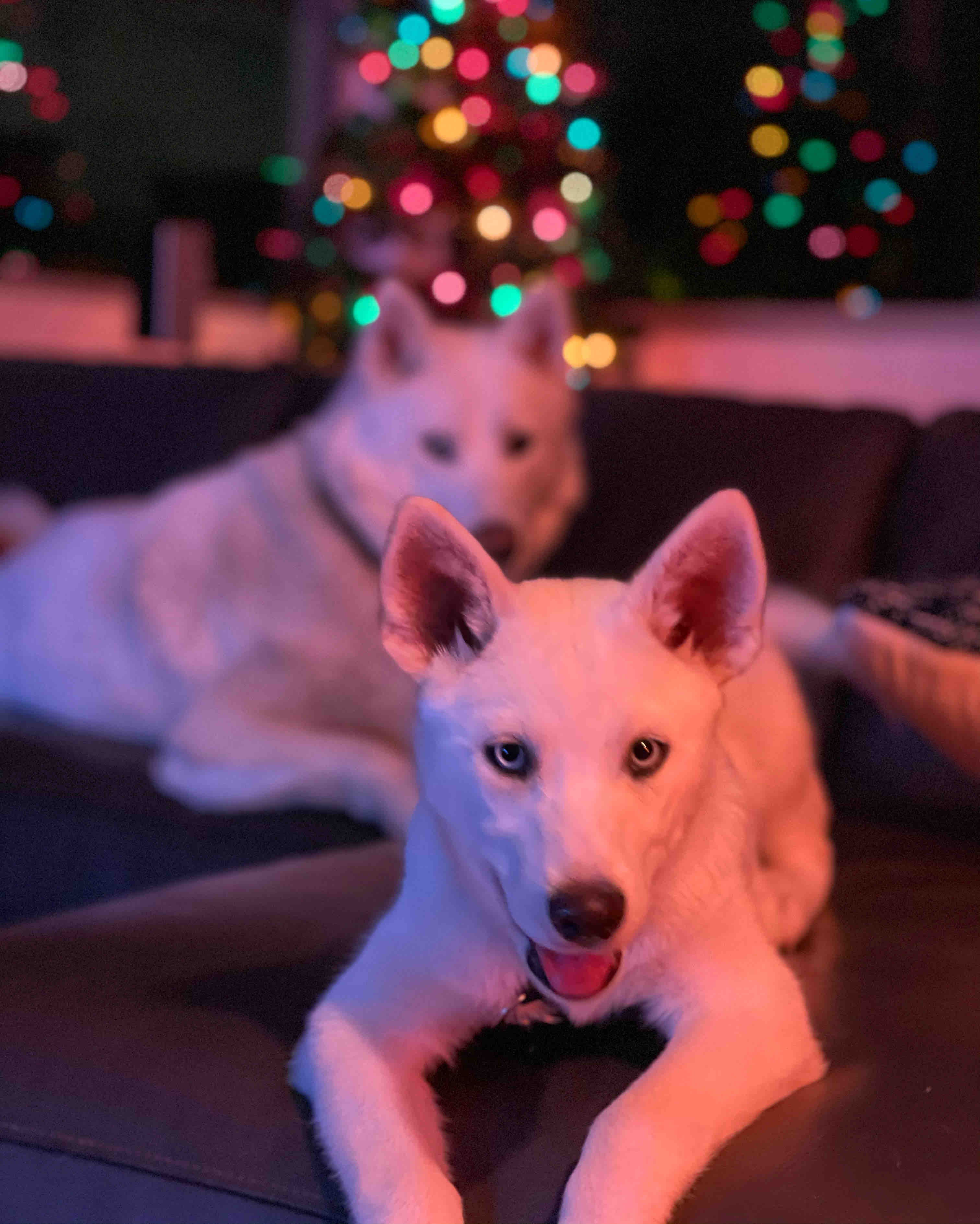 A picture of Liam Neeson, a 7 years 1 month old Other Mix dog.