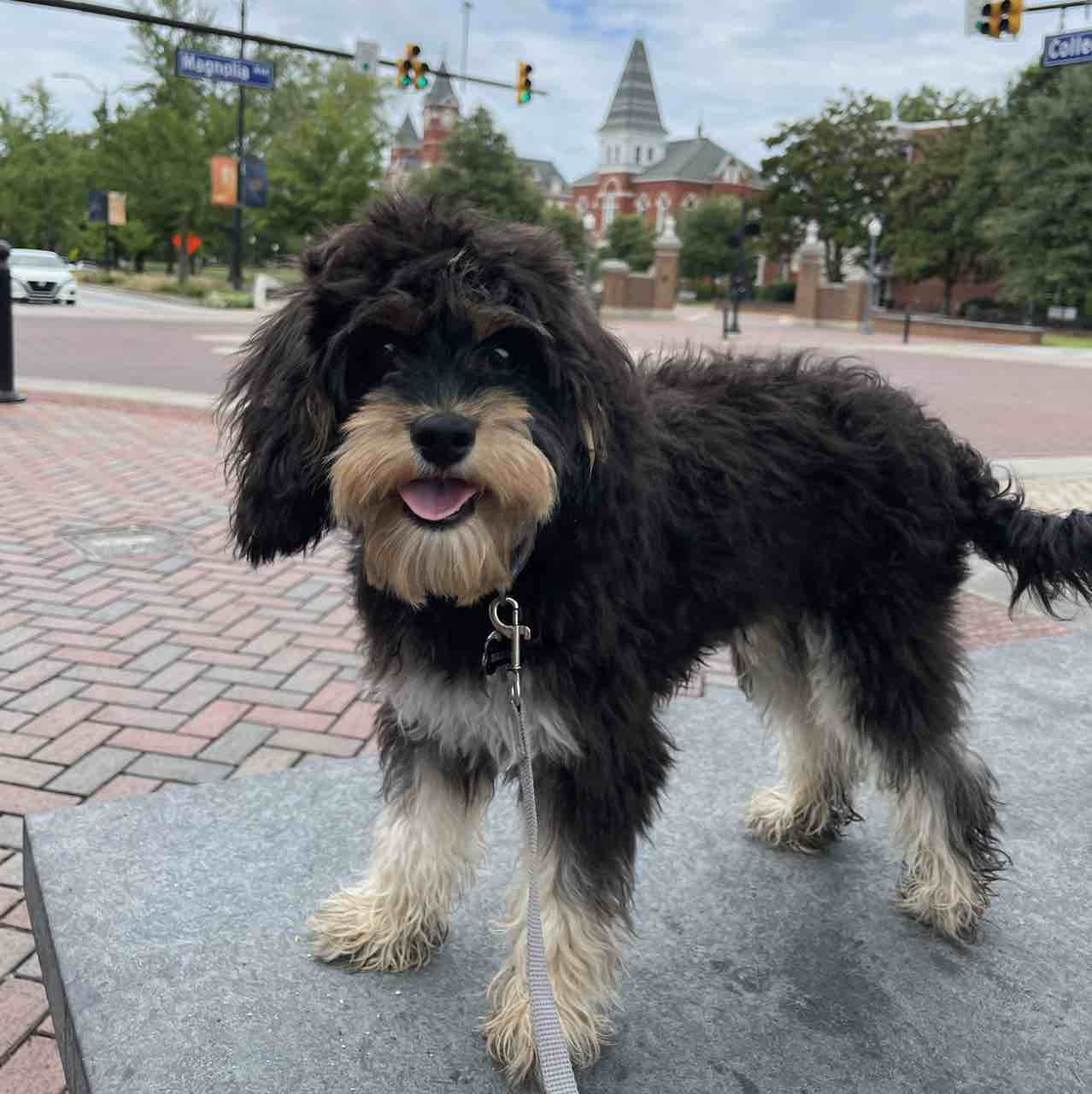 A picture of Barkley, a 4 years 7 months old Other dog.