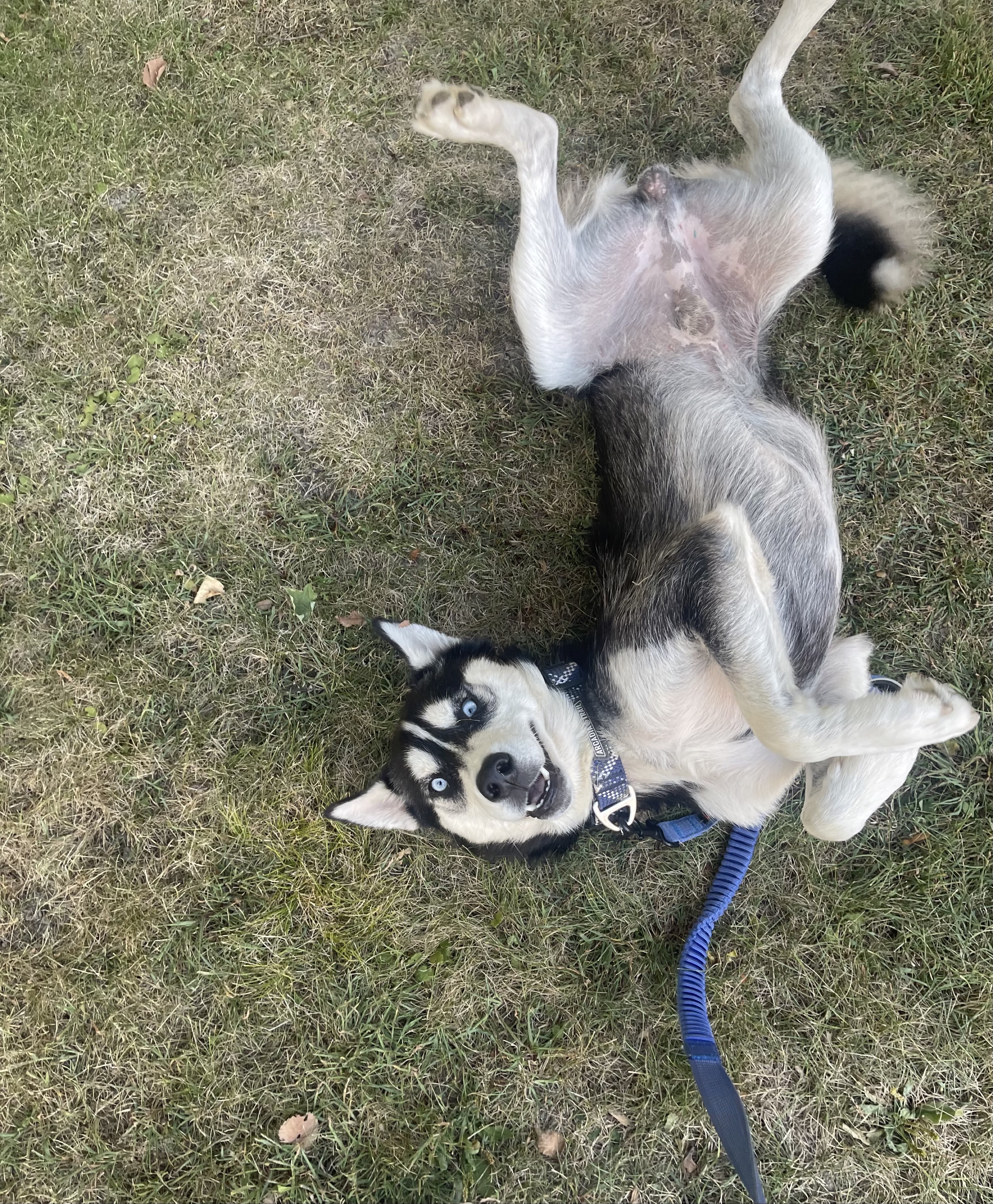 A picture of Apollo, a 1 year 2 months old Other Mix dog.