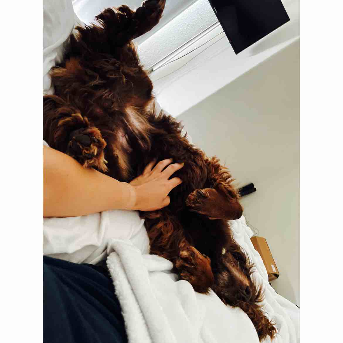 A picture of Snoop, a 10 years 11 months old Other dog.