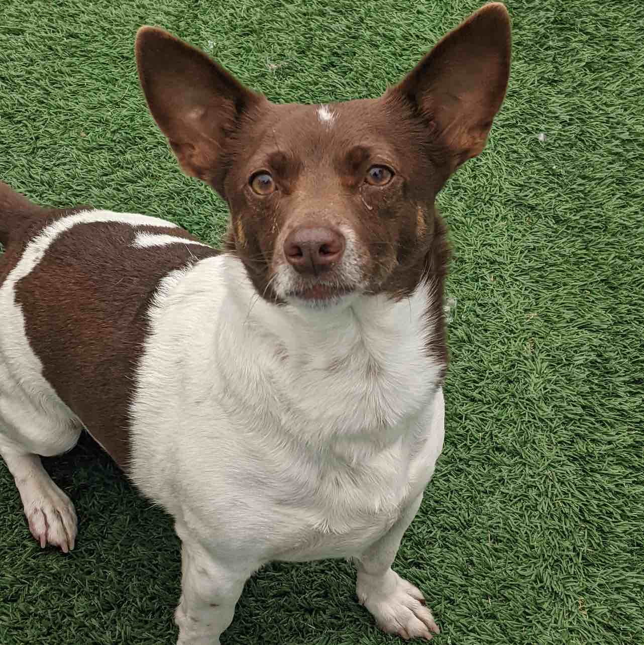 A picture of Tito, a 7 years 11 months old Other Mix dog.