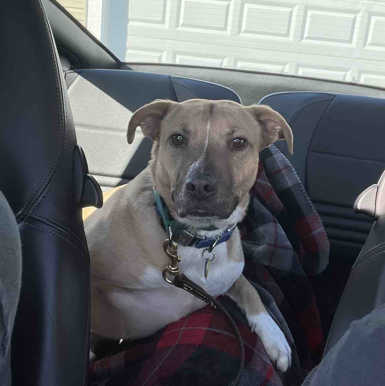 A picture of Clive, a 3 years 8 months old Other dog.