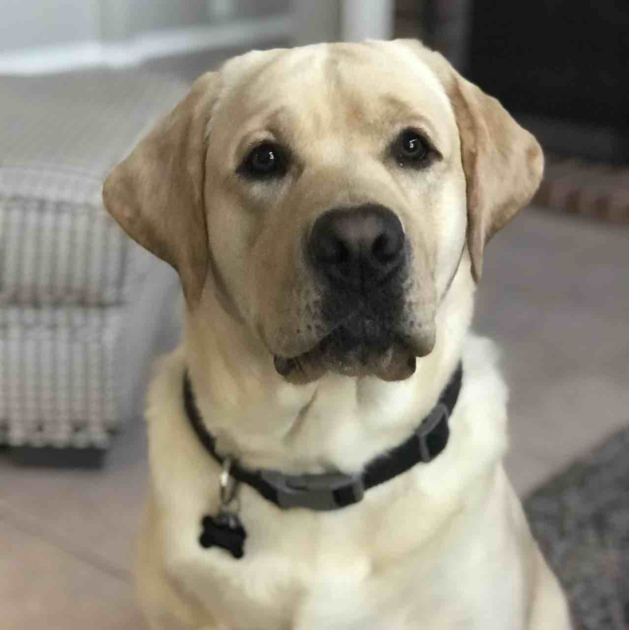 Max | Fi Smart Dog Collar