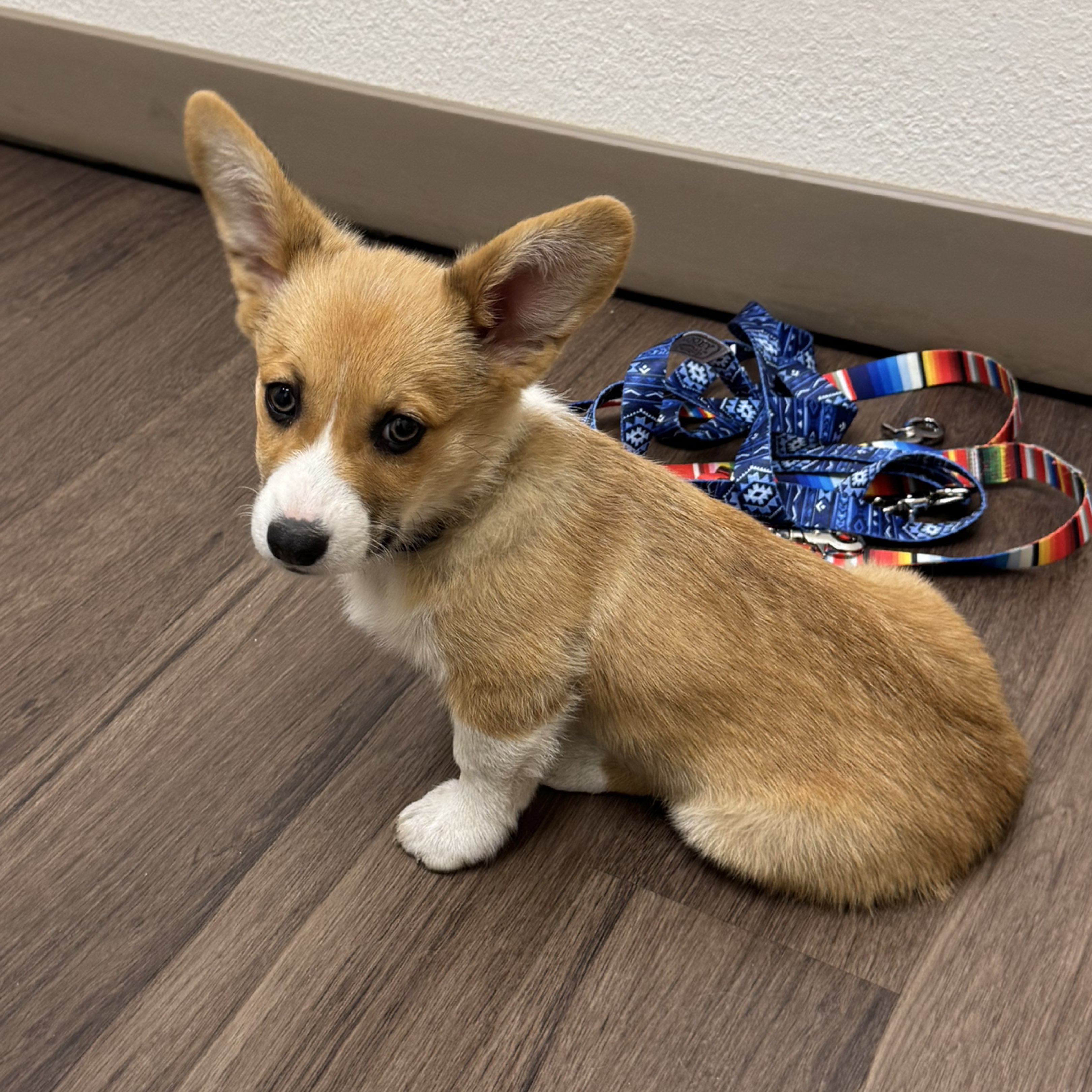 A picture of Rocky, a 2 months old Other dog.