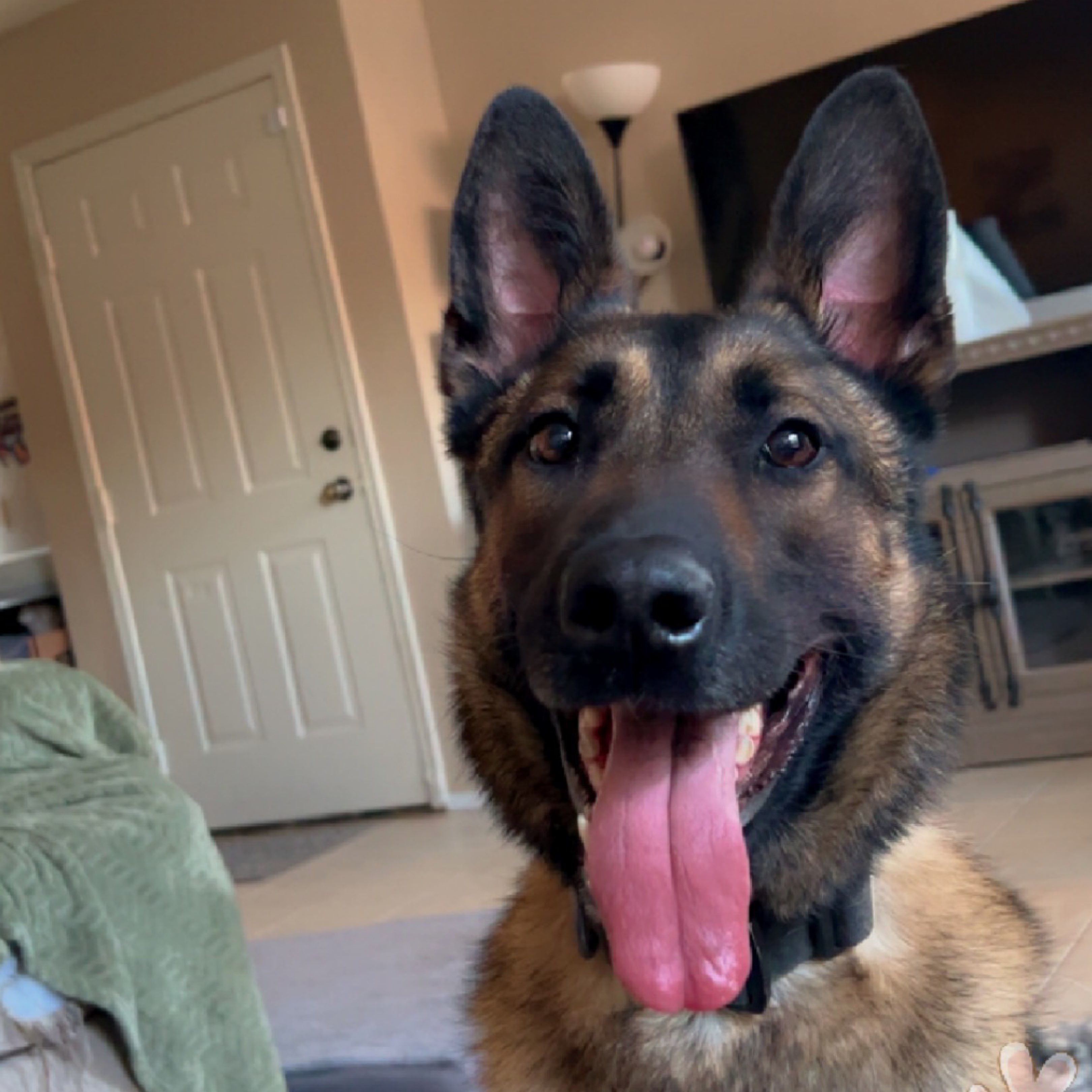 A picture of Tonka, a 3 years 7 months old Other dog.