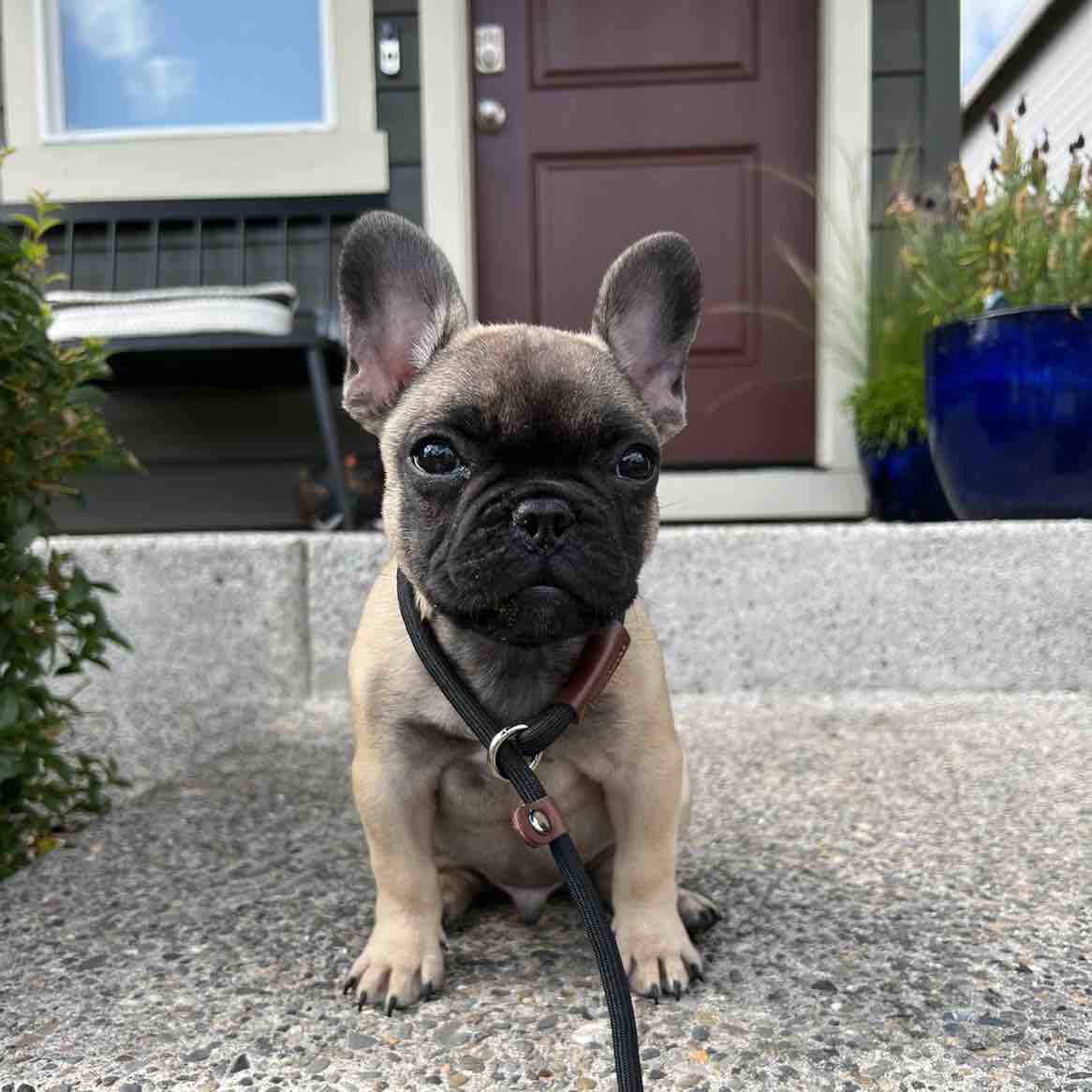 A picture of Reggie, a 3 years 2 months old Other dog.