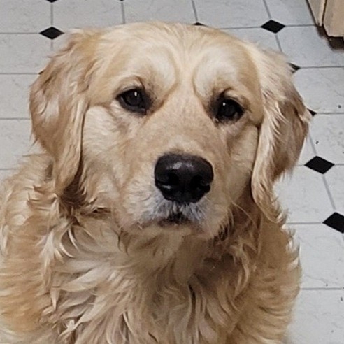 A picture of Louie, a 5 years 11 months old Other dog.