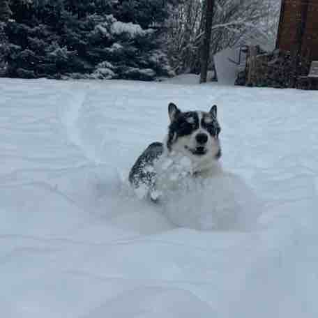 A picture of Sprocket, a 6 years 4 months old Other dog.