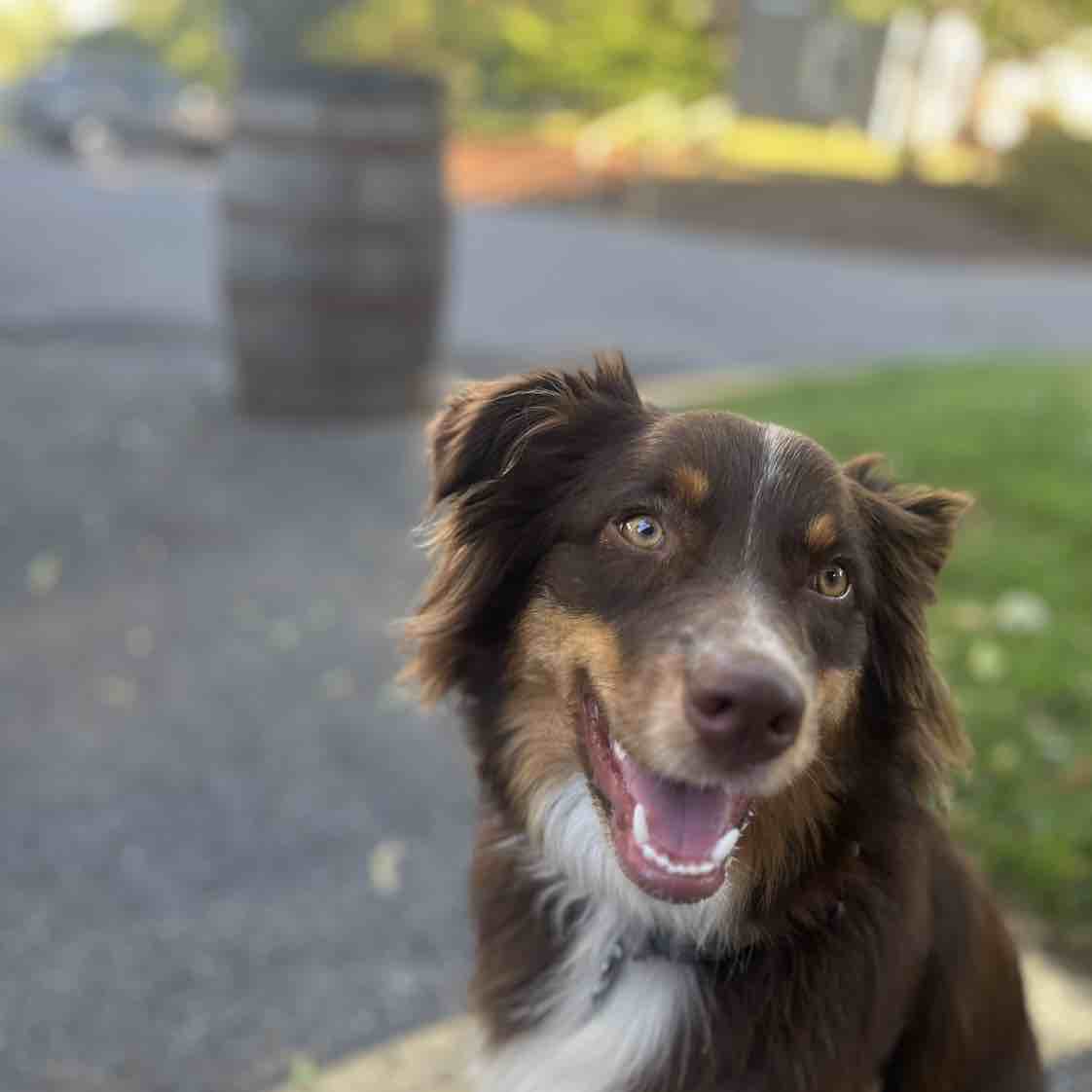 Patsy | Fi Smart Dog Collar