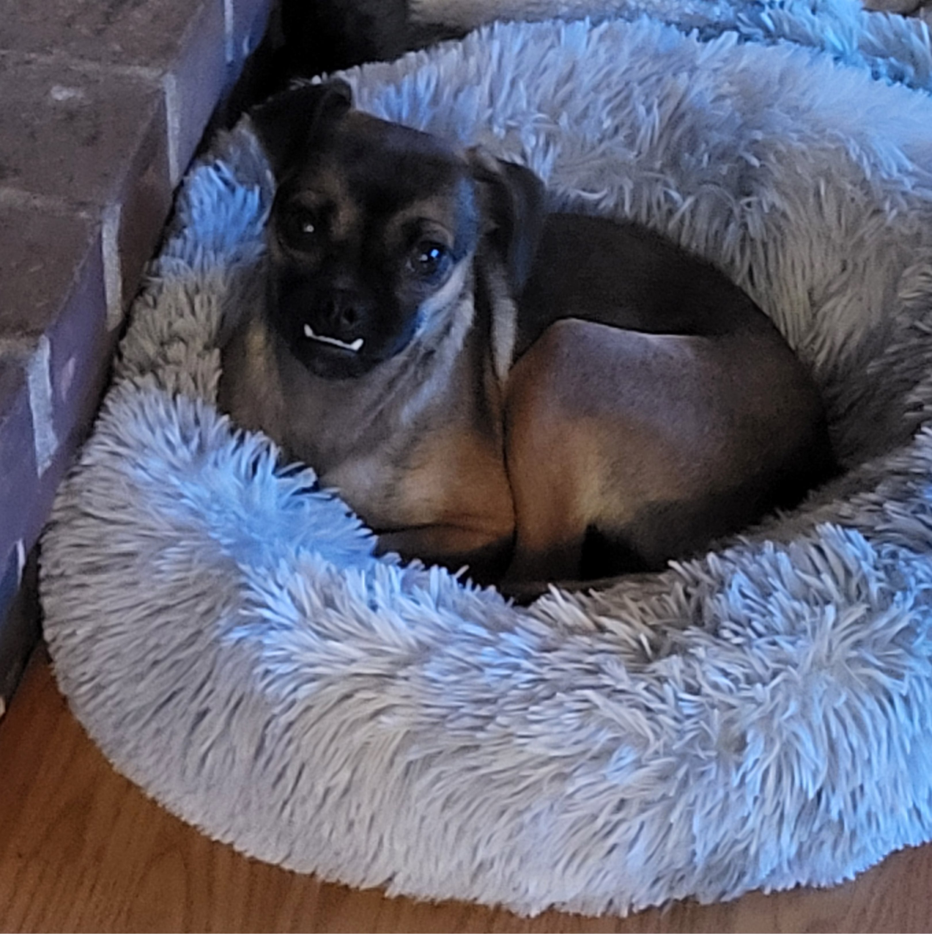 A picture of Caju Rosie, a 1 year 5 months old Other Mix dog.