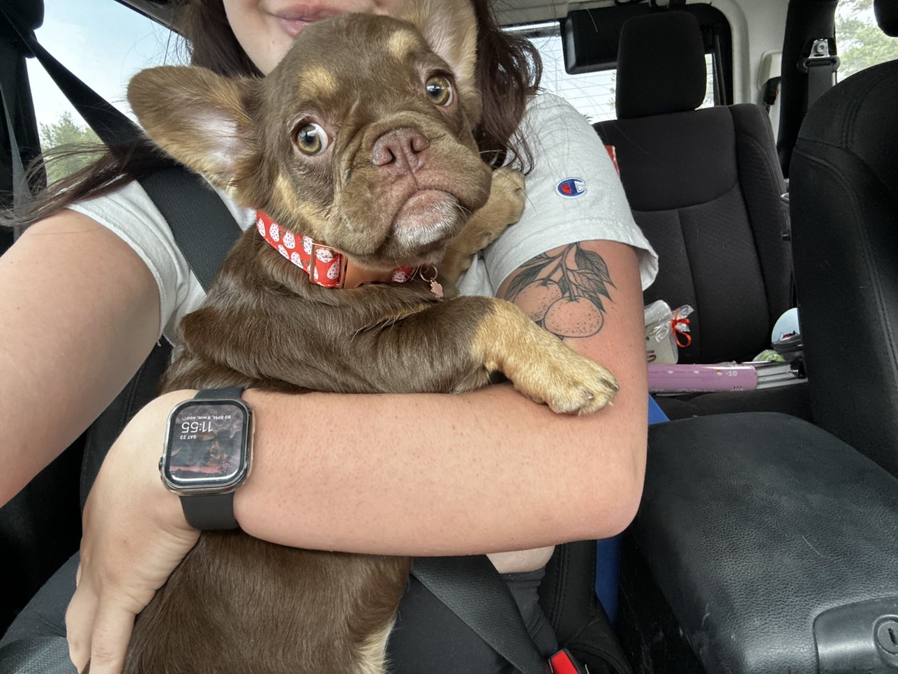 A picture of Chewbacca, a 3 months old Other dog.