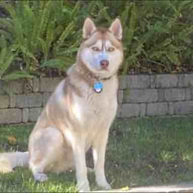 A picture of Dior, a 5 years old Other dog.