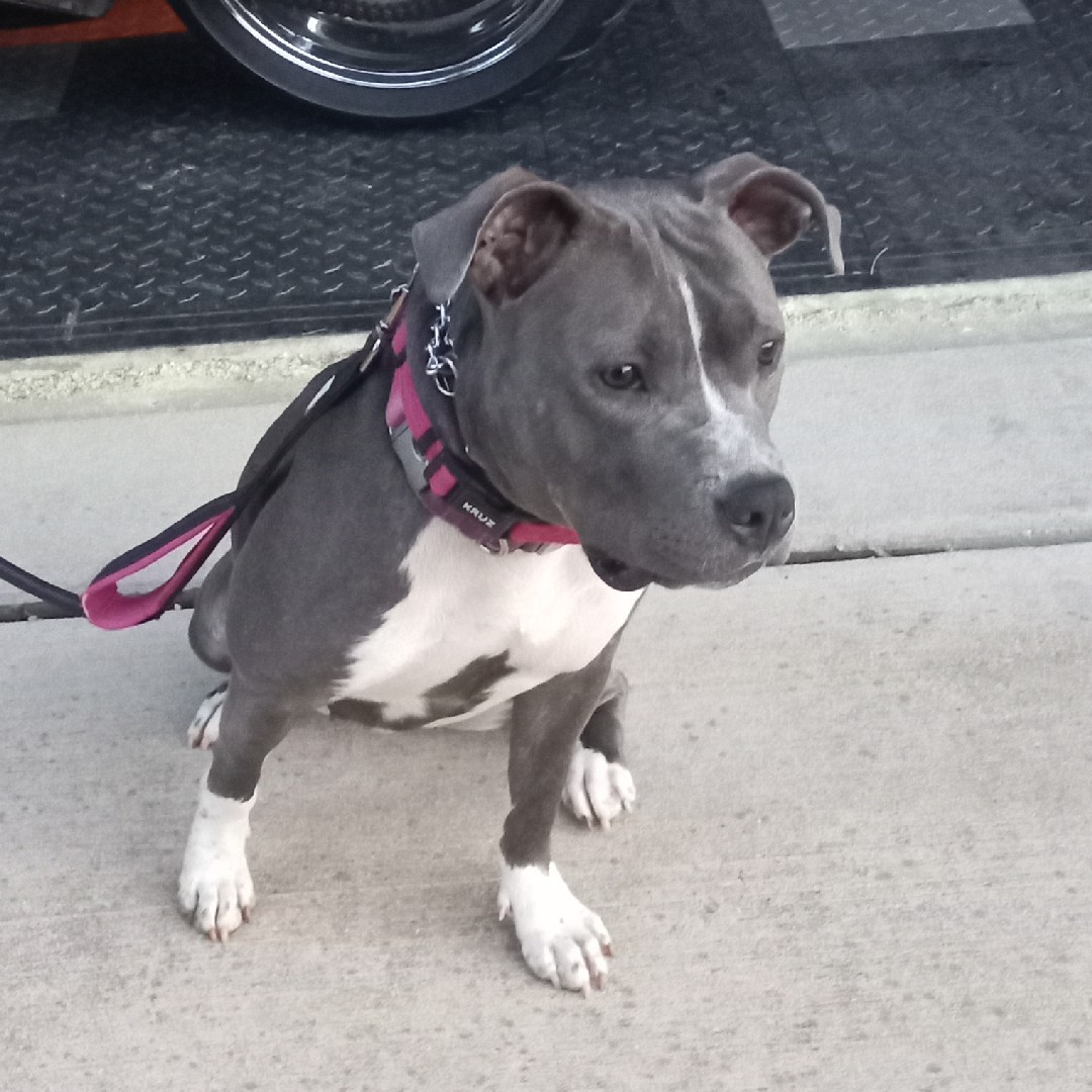 A picture of Sapphire, a 4 years 3 months old Other dog.
