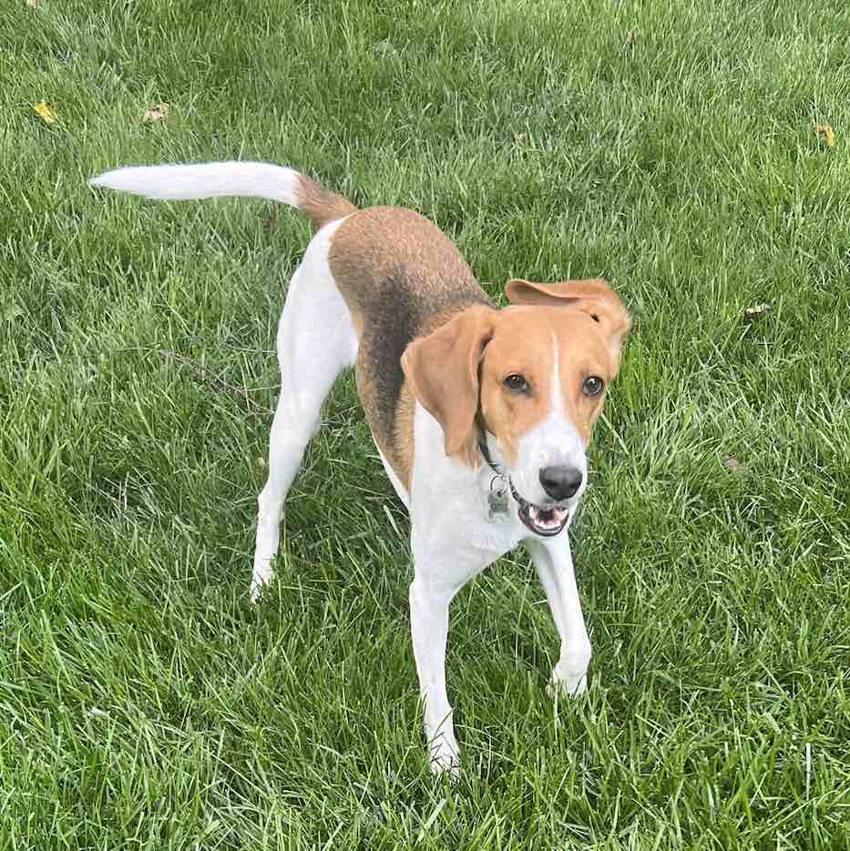 A picture of Harriet, a 8 years 5 months old Other Mix dog.