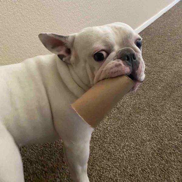Dozer | Fi Smart Dog Collar