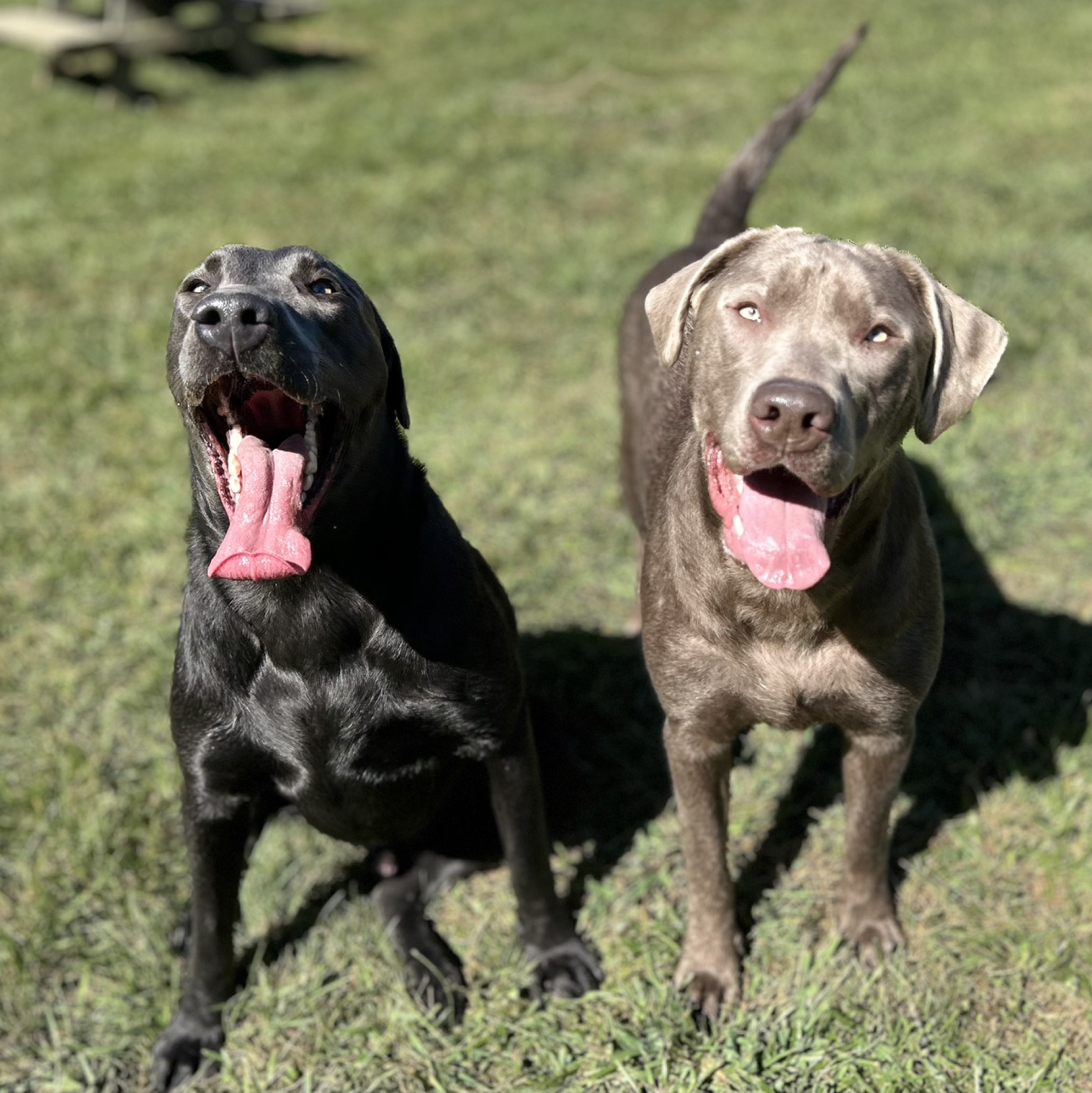 A picture of Sirius, a 1 year 4 months old Other dog.
