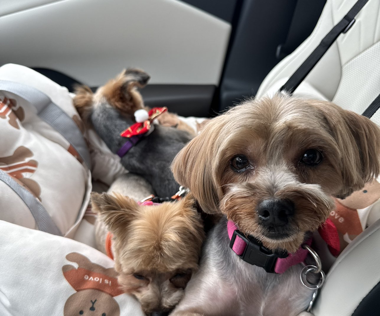A picture of Gracie, a 5 years 3 months old Other dog.