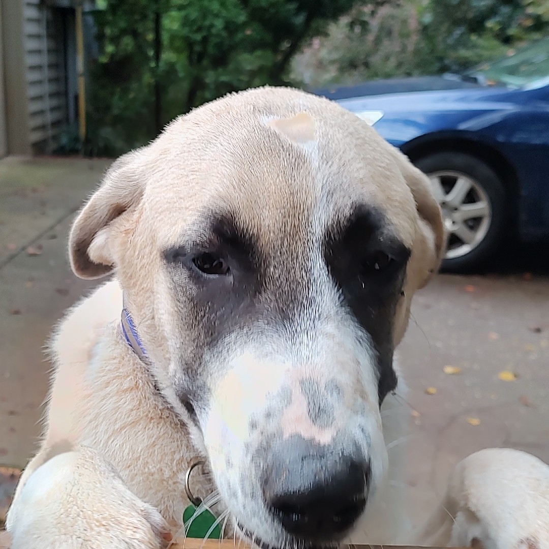 A picture of Colt, a 2 years 3 months old Other dog.