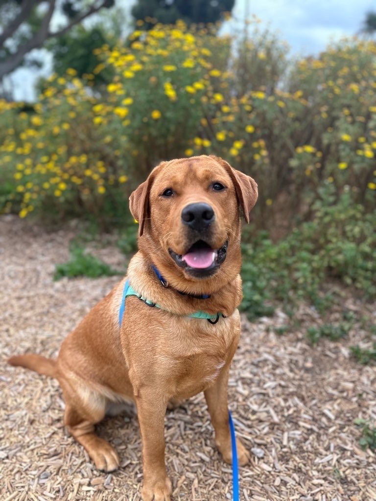 A picture of Charlie, a 1 year 2 months old Other dog.