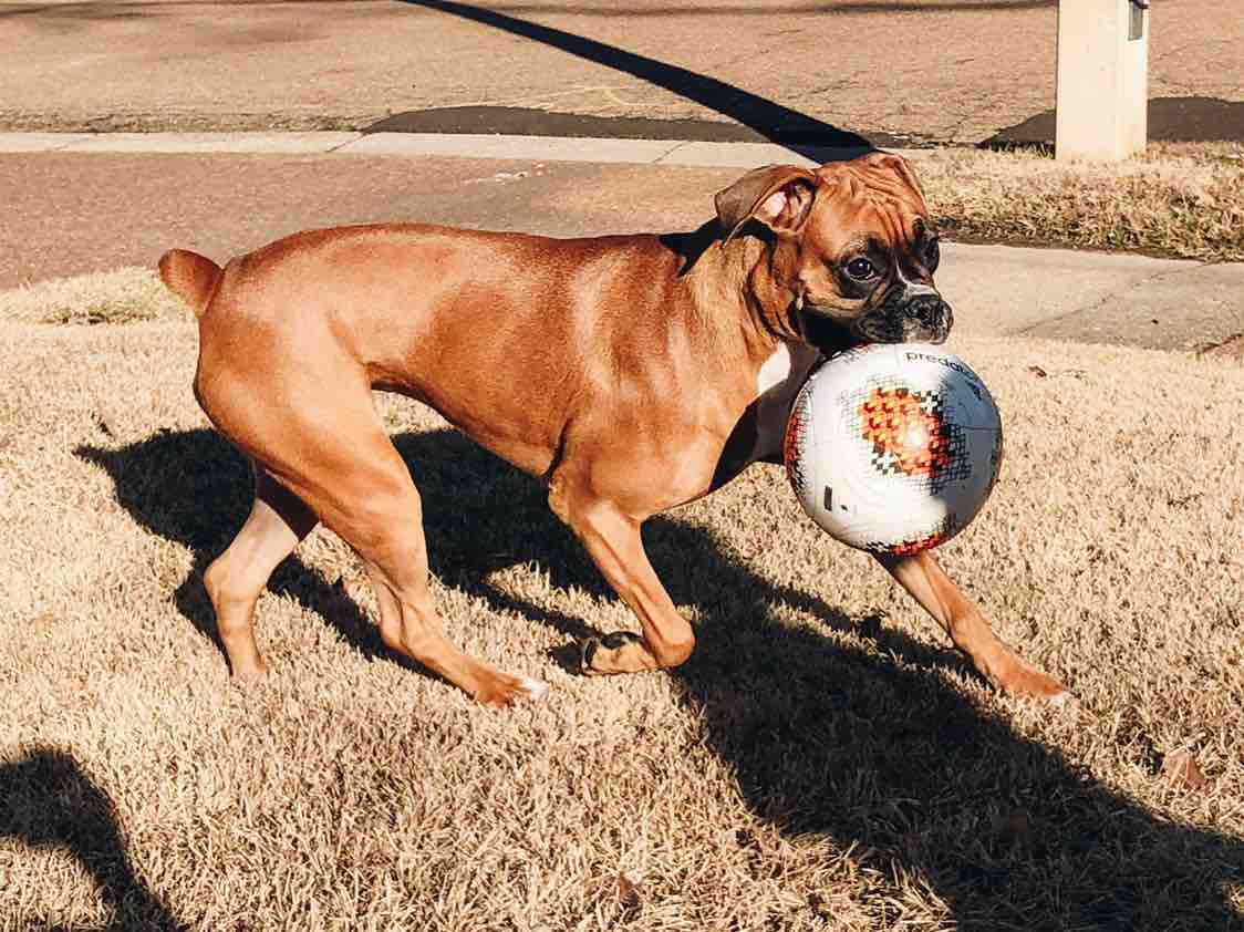 A picture of Lula Belle, a 7 years 3 months old Other dog.