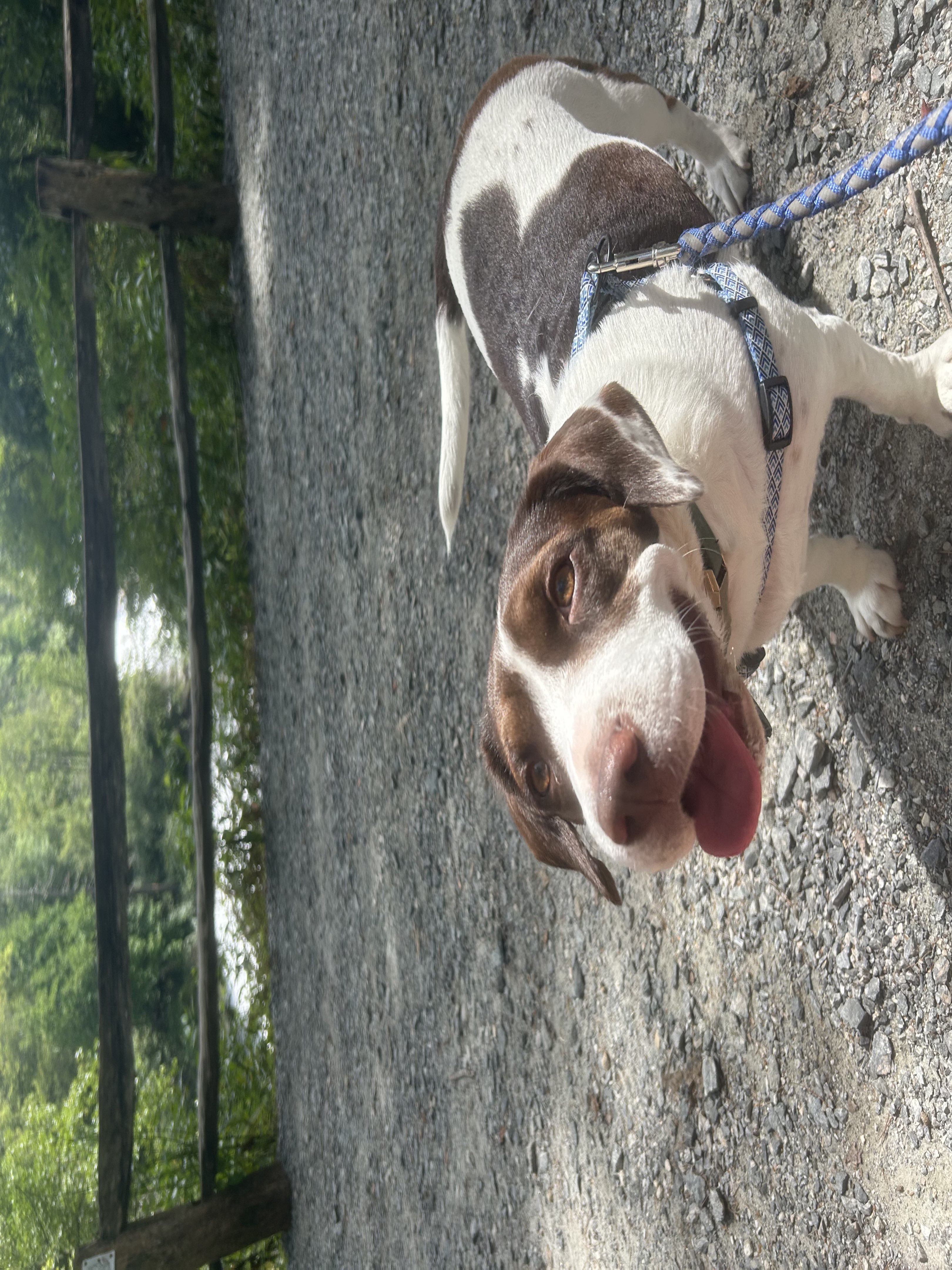 A picture of Cauliflower, a 1 year 11 months old Other dog.