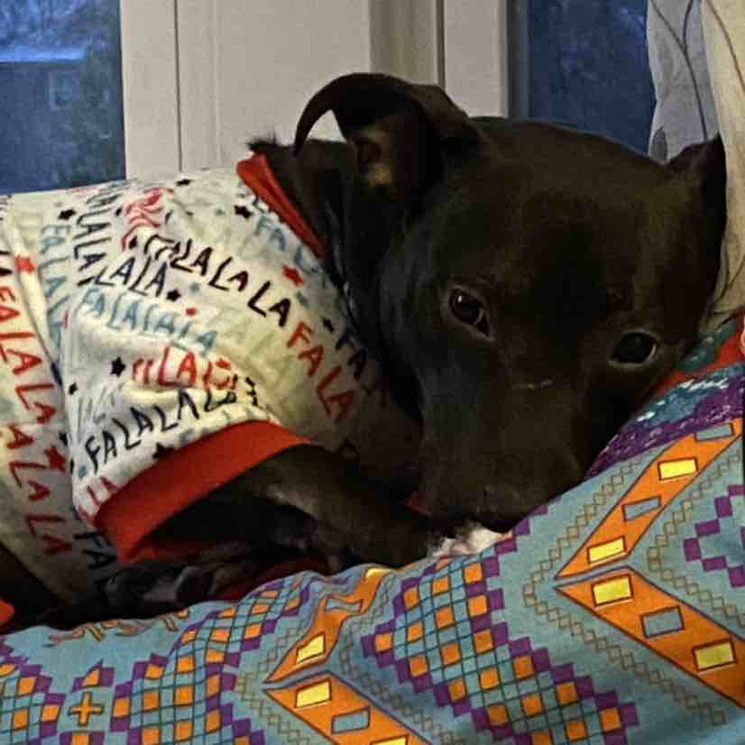 A picture of Luna Lynn, a 5 years 11 months old Other Mix dog.