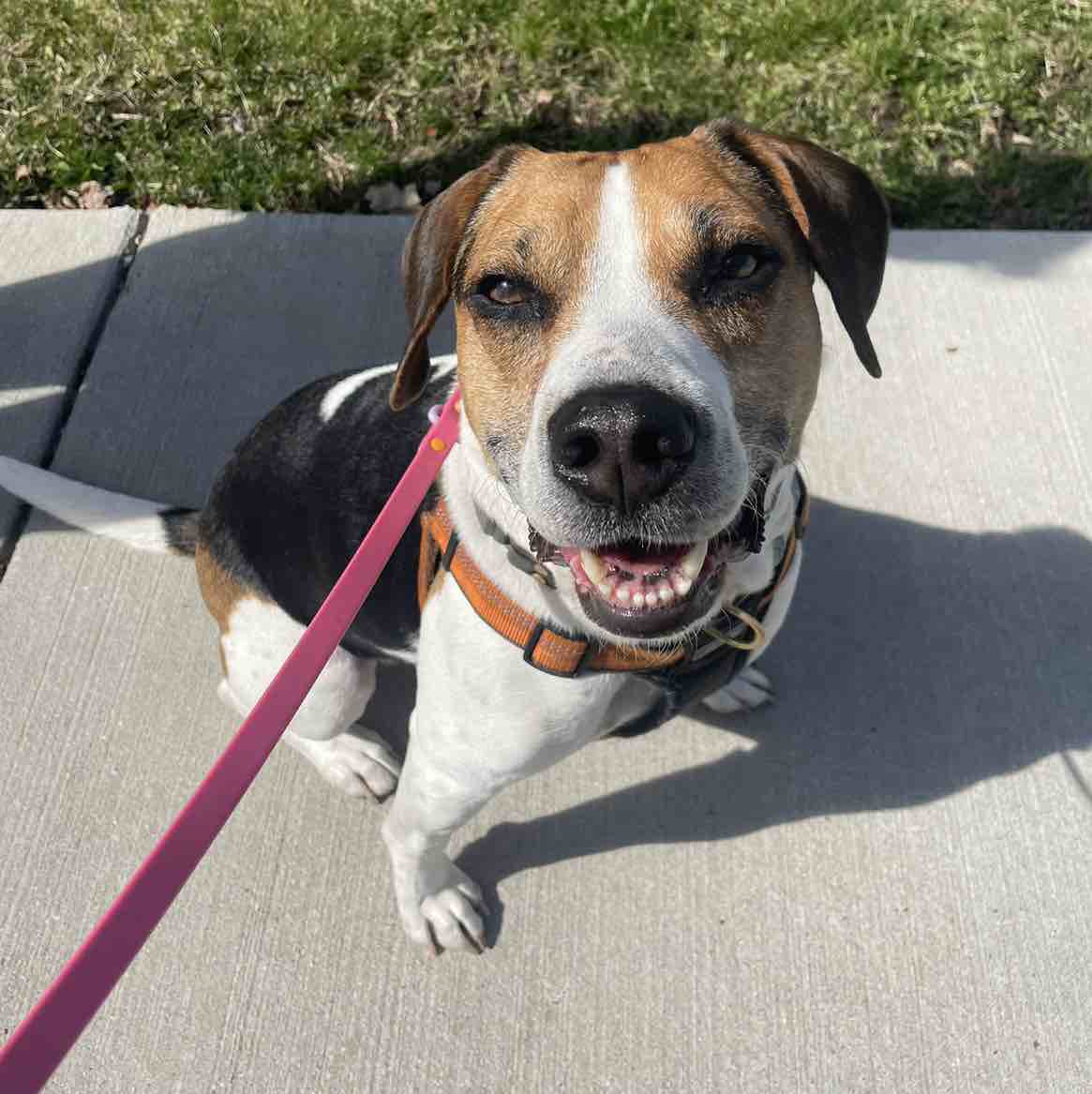 A picture of Hemingway, a 6 years 3 months old Other Mix dog.
