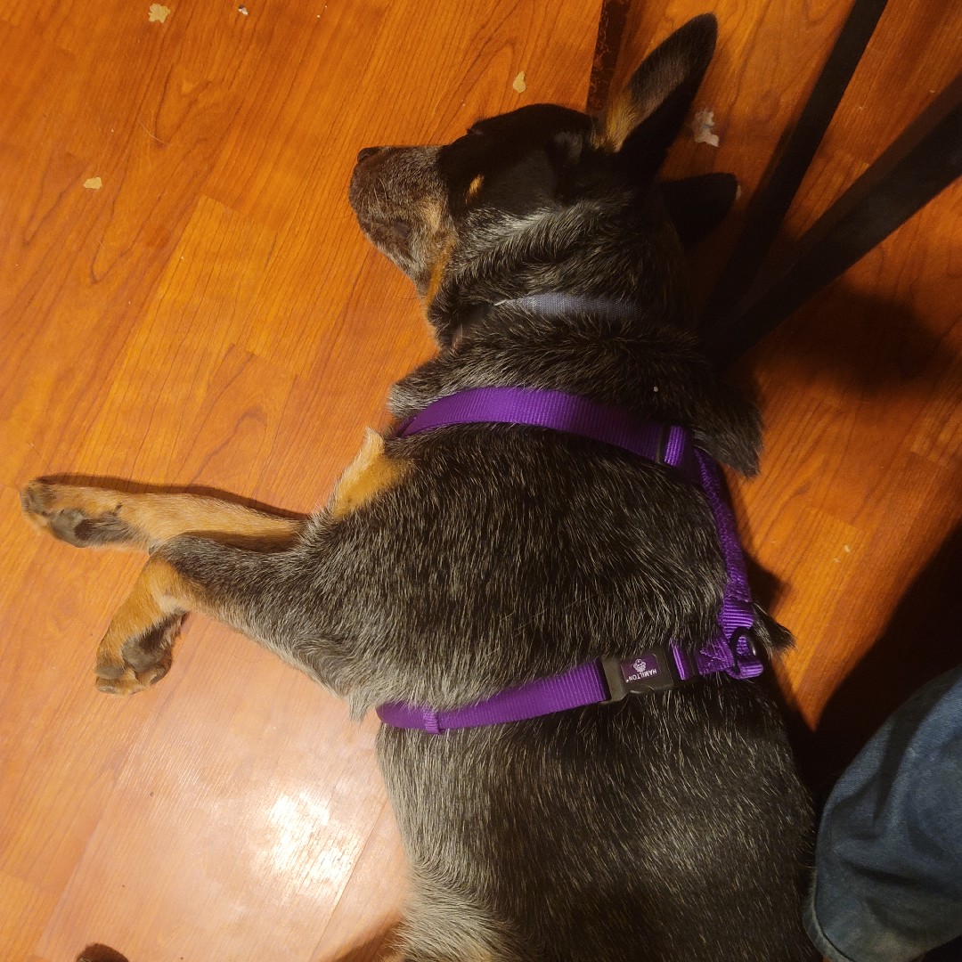 A picture of Hoban Washburn, a 4 years 5 months old Other dog.