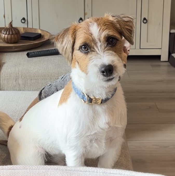 A picture of Clark, a 3 years 2 months old Jack Russell Terrier dog.