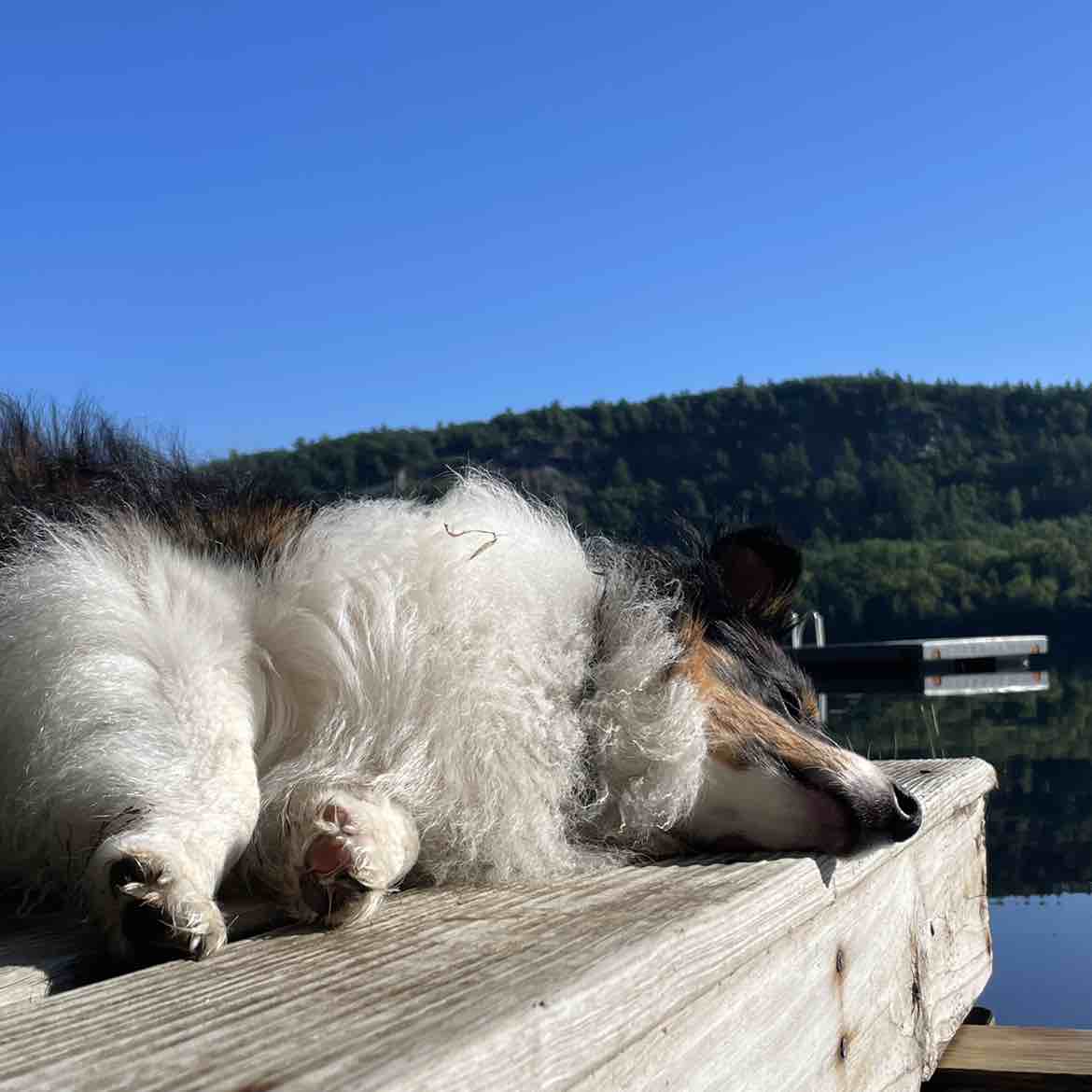 A picture of Thorfinn, a 3 years 1 month old Other dog.