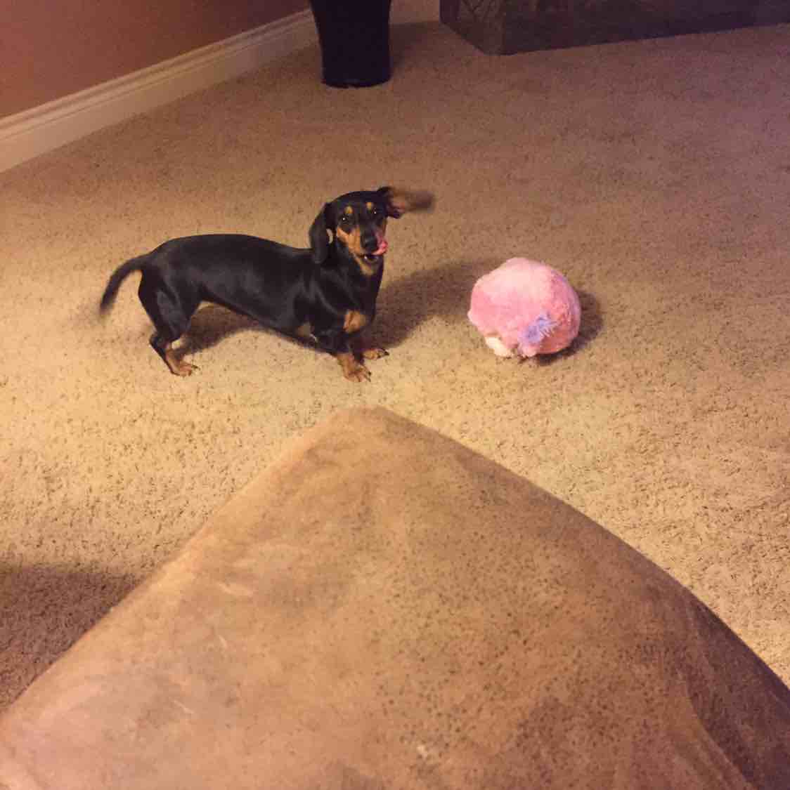 A picture of Lolita, a 11 years 8 months old Other dog.