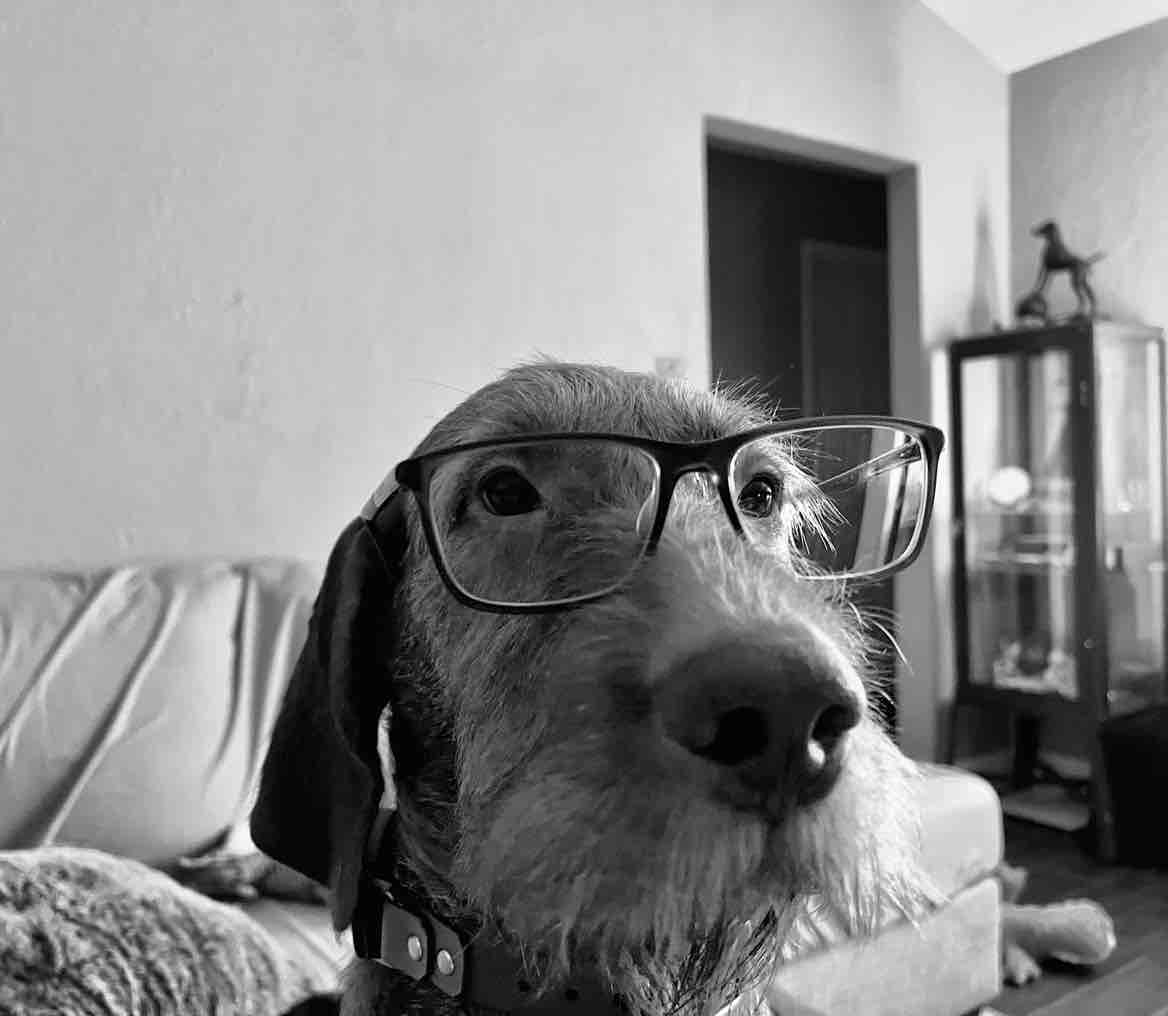 A picture of Barni, a 4 years 7 months old Other dog.