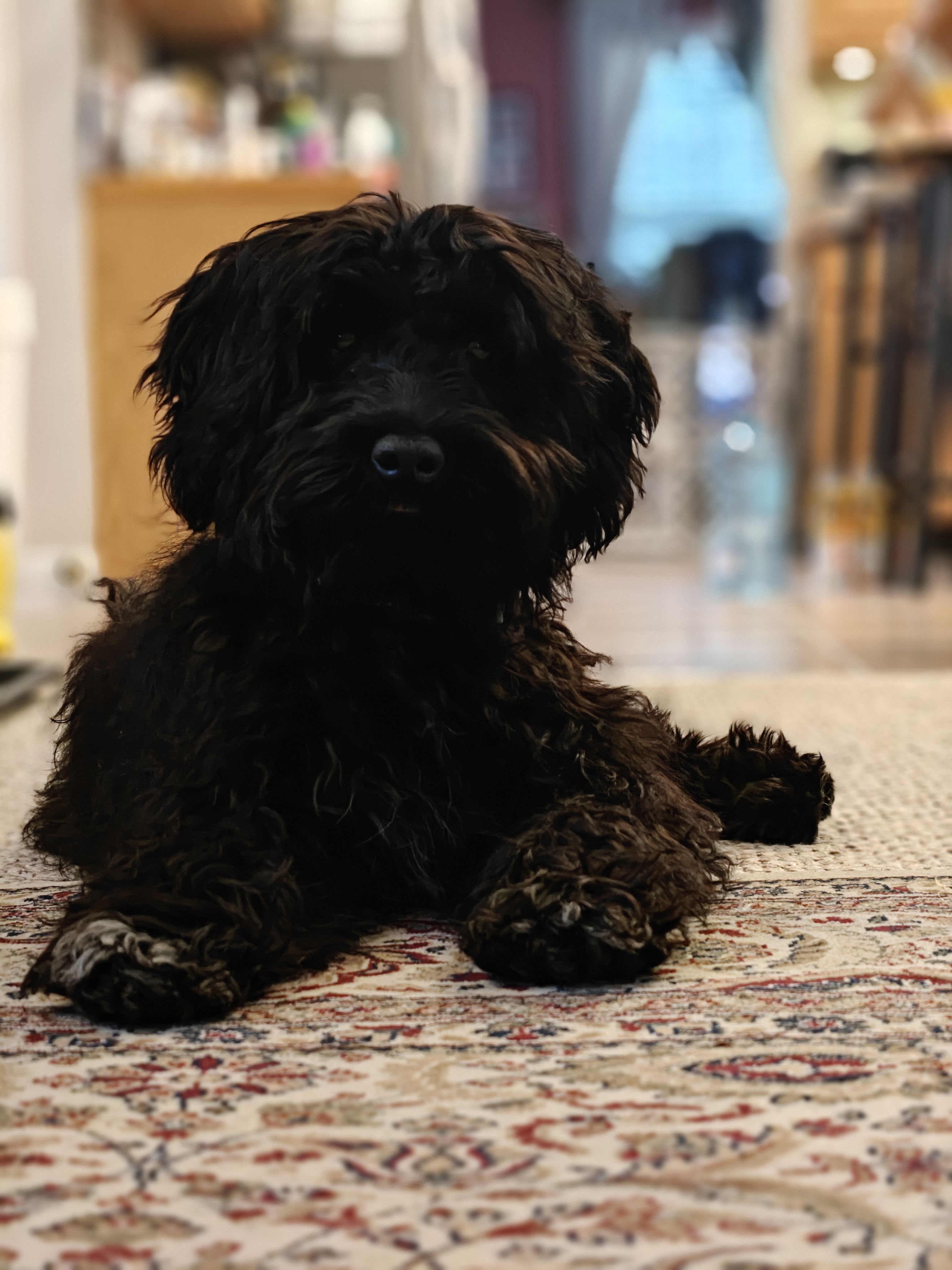A picture of Shadow, a 7 months old Other dog.