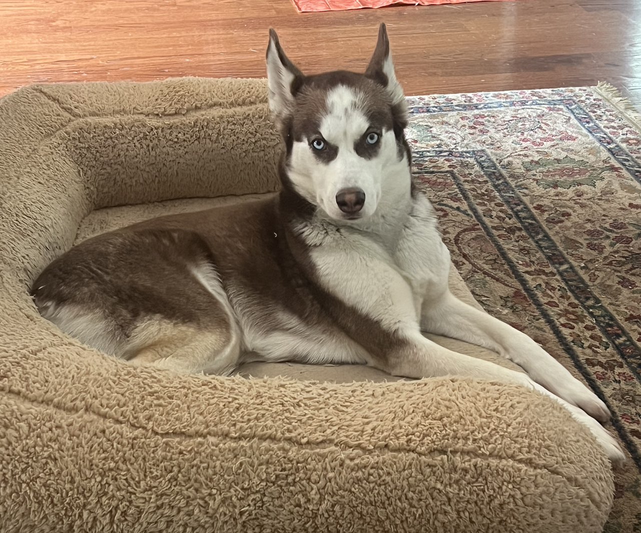 A picture of Moka, a 2 years 5 months old Other dog.