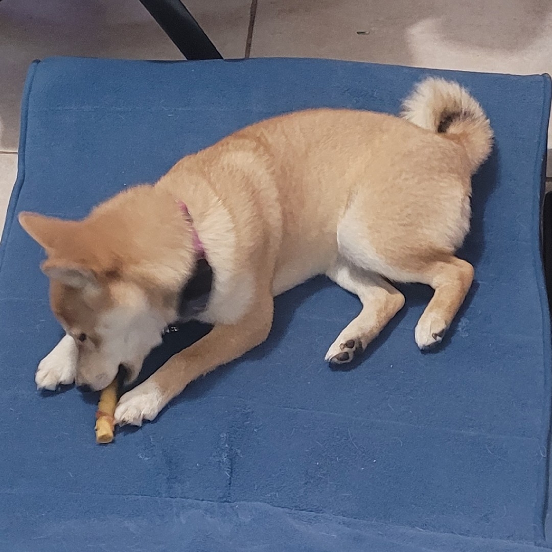 A picture of Yamato, a 3 years 10 months old Other dog.