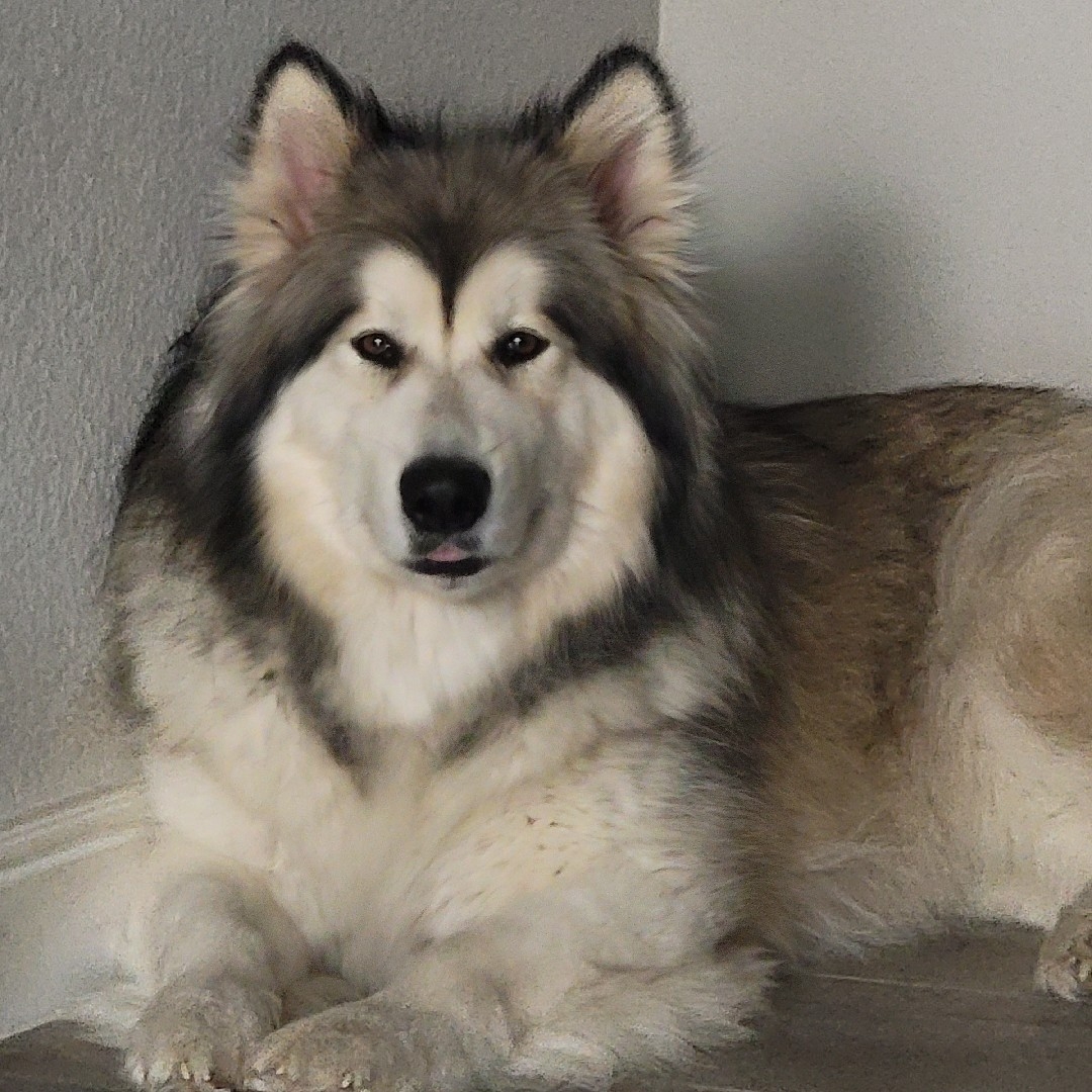A picture of Kaiba, a 5 years 9 months old Other dog.