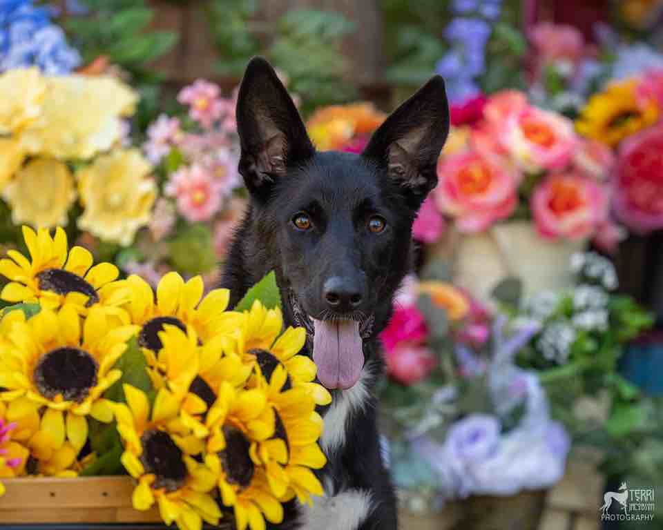 A picture of Sadie Mae McNab, a 3 years 2 months old Other Mix dog.