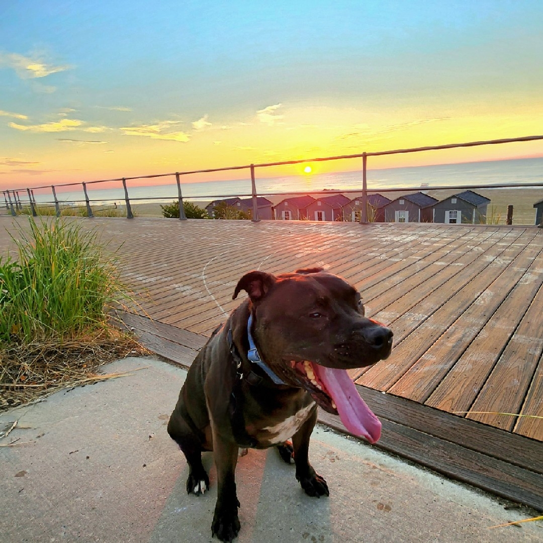 A picture of Glock, a 7 years 8 months old Other dog.