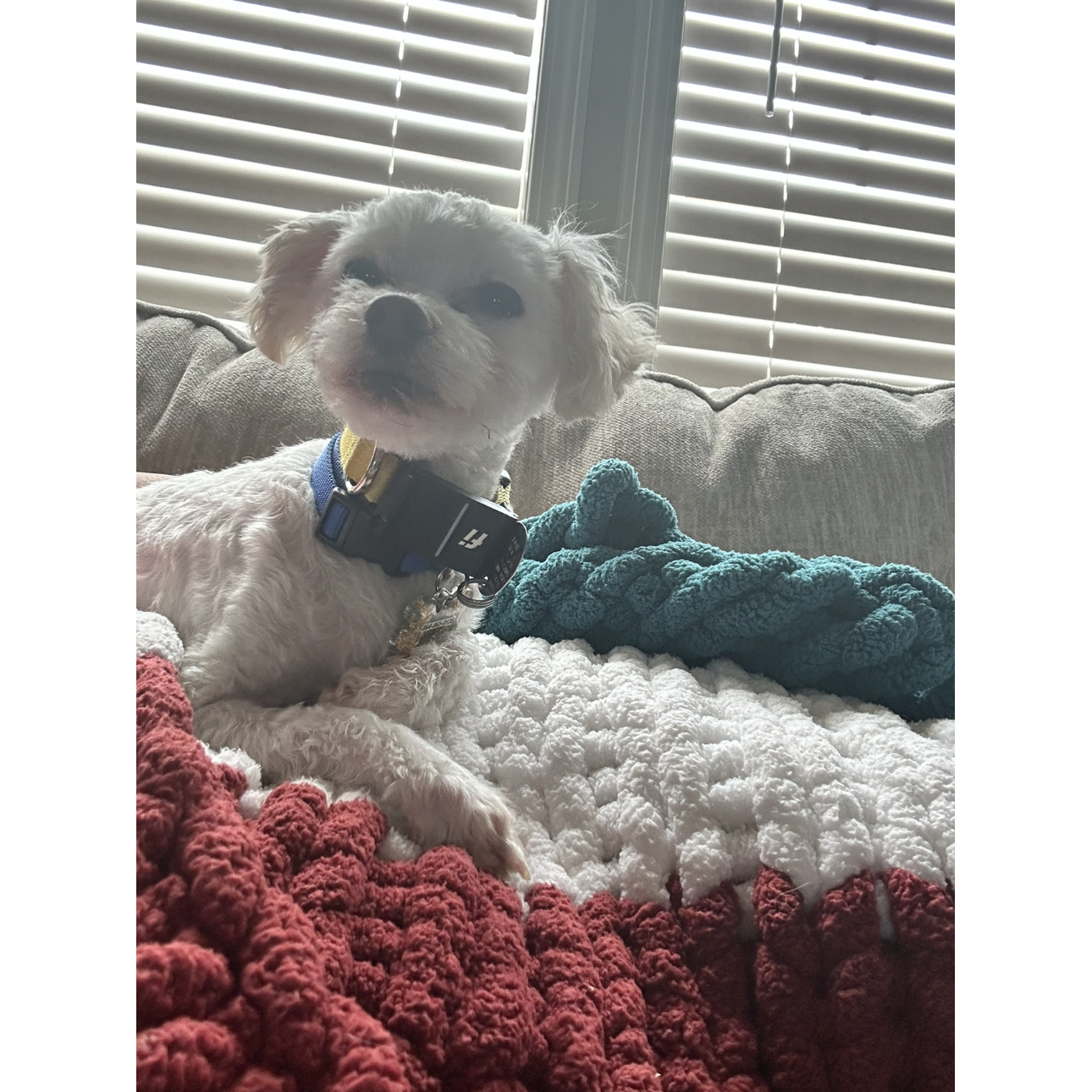 A picture of Seymour, a 13 years 1 month old Other dog.