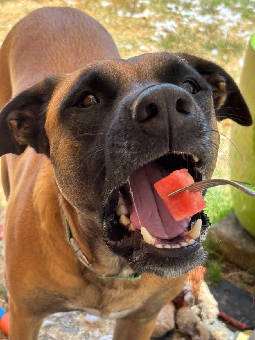 A picture of Ferdinand (Ferdi), a 4 years 2 months old Other Mix dog.