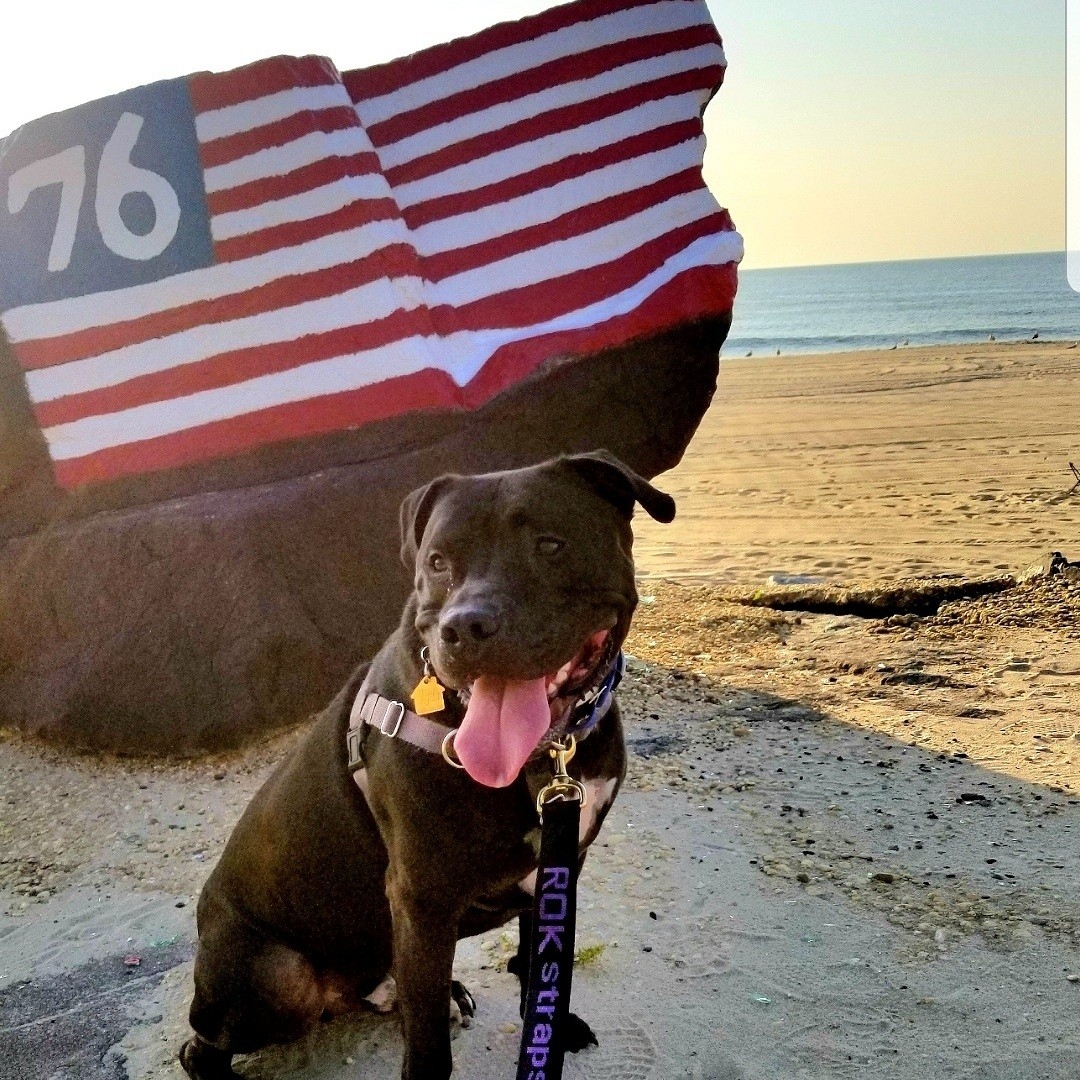 A picture of Glock, a 7 years 8 months old Other dog.