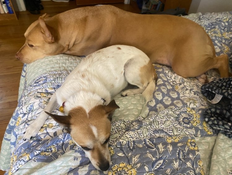 A picture of Missy Mae🐶 & Sophie Rose🐕, a 5 years 8 months old Other Mix dog.