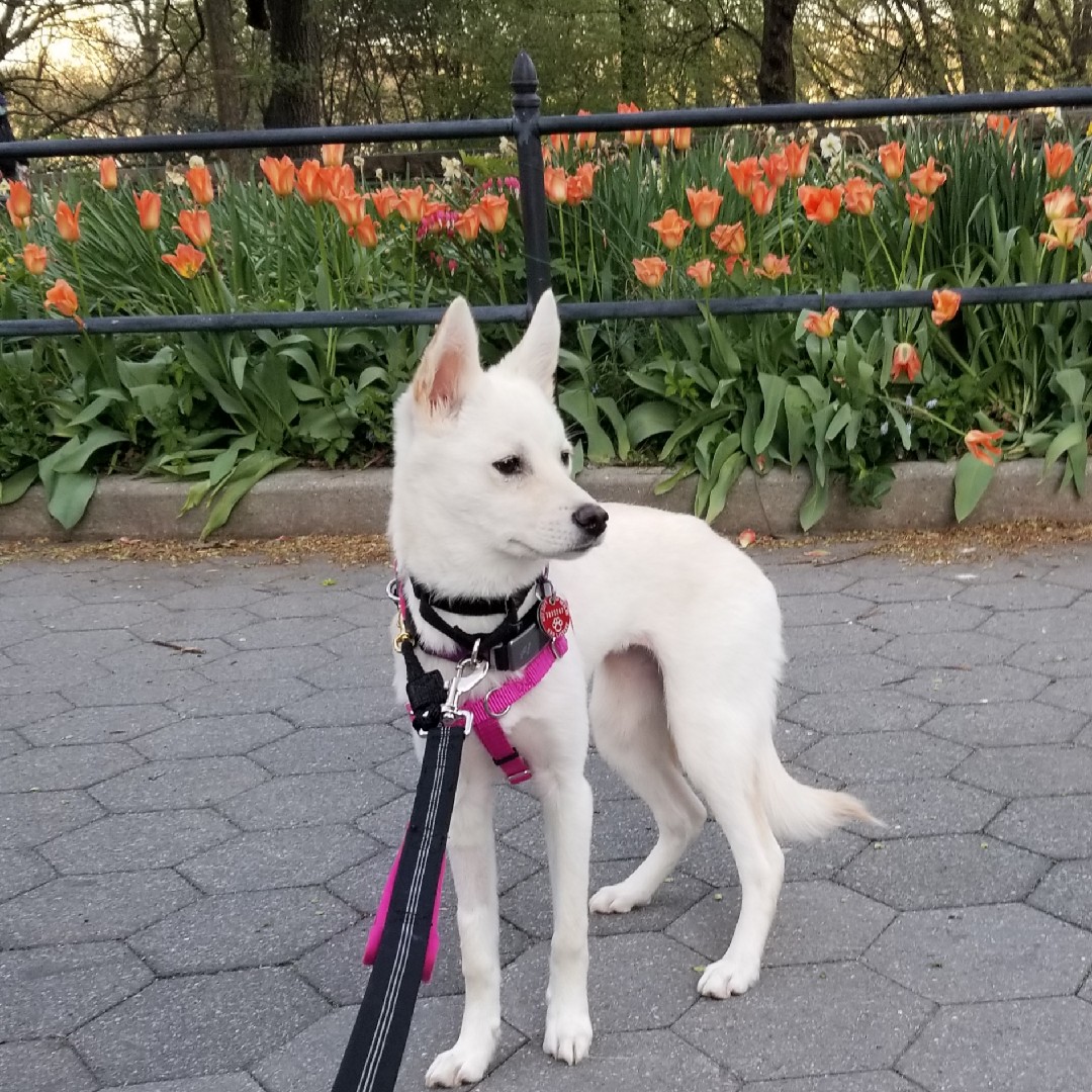 A picture of Toki, a 4 years 9 months old Other dog.