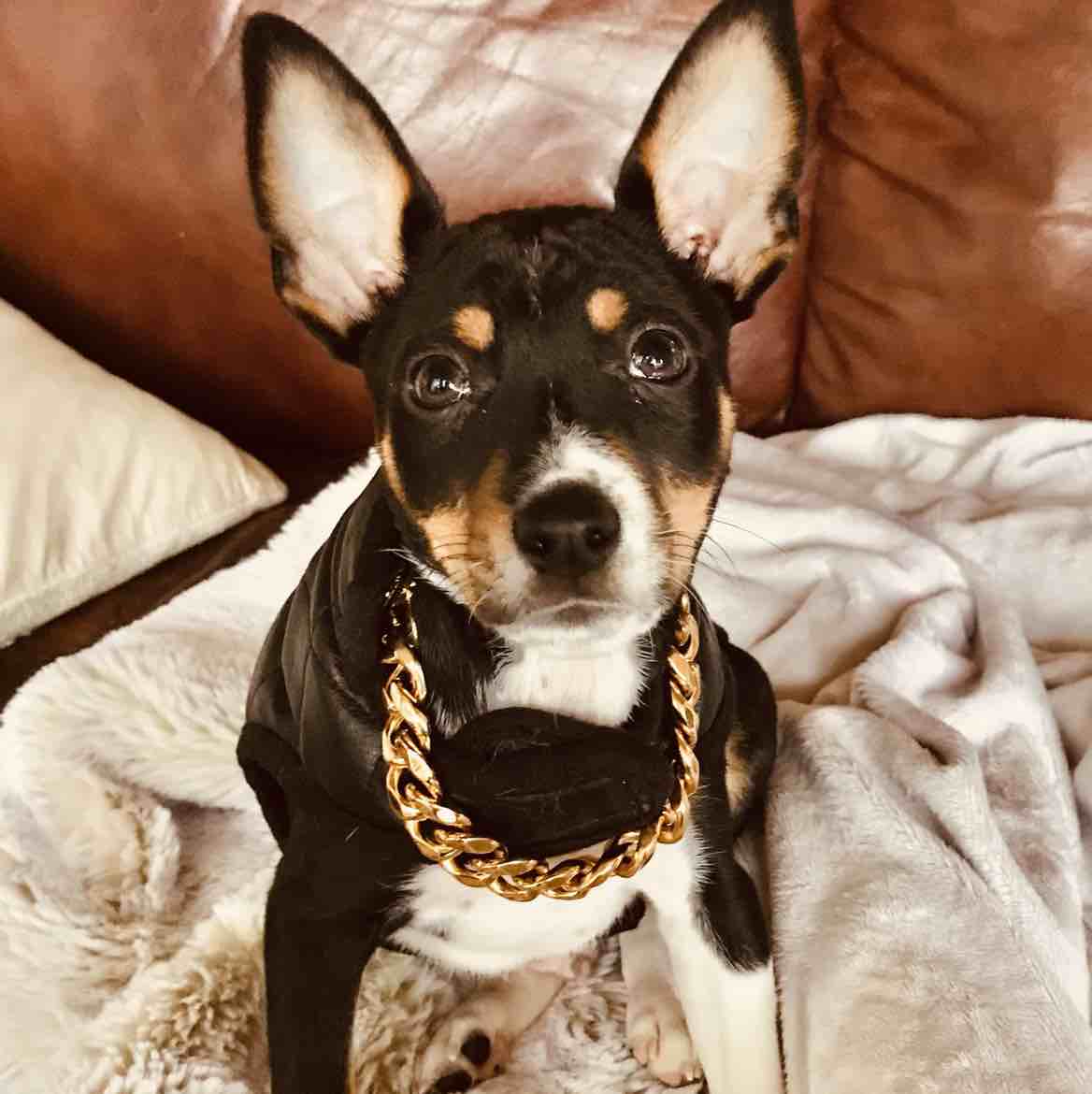 A picture of Mac Dré, a 4 years 8 months old Other dog.
