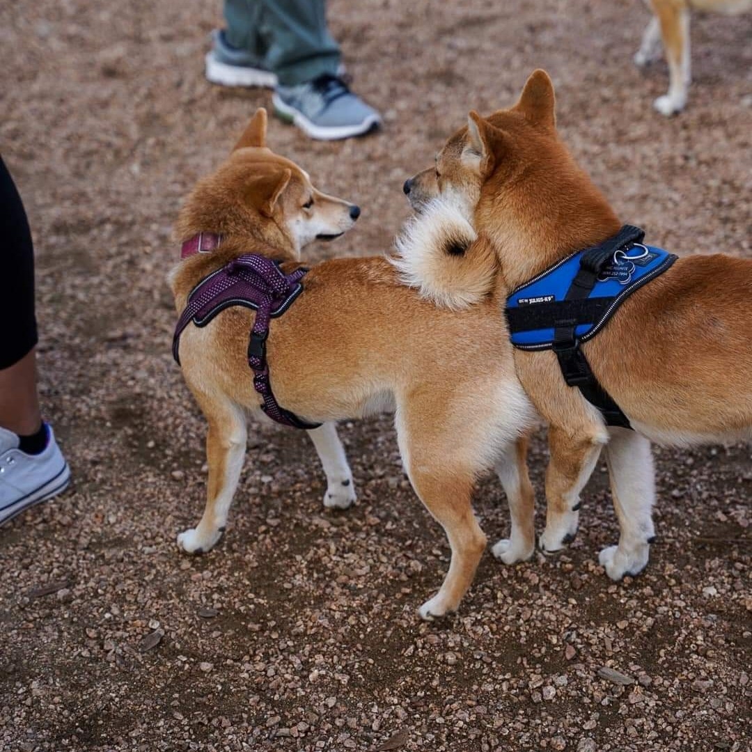 A picture of Yamato, a 3 years 10 months old Other dog.