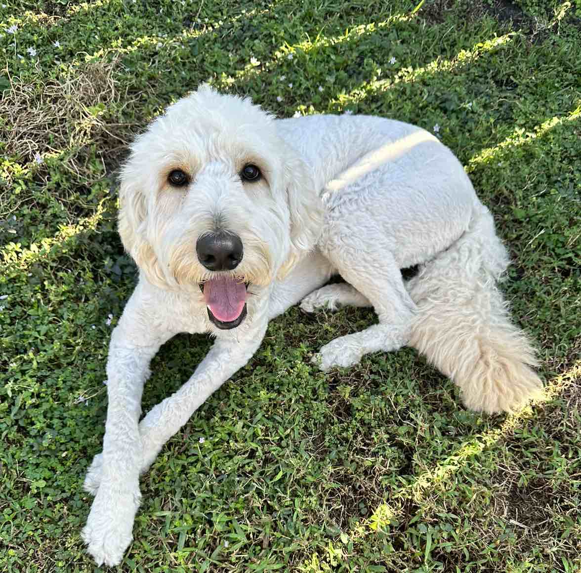 What Is The Smartest Doodle
