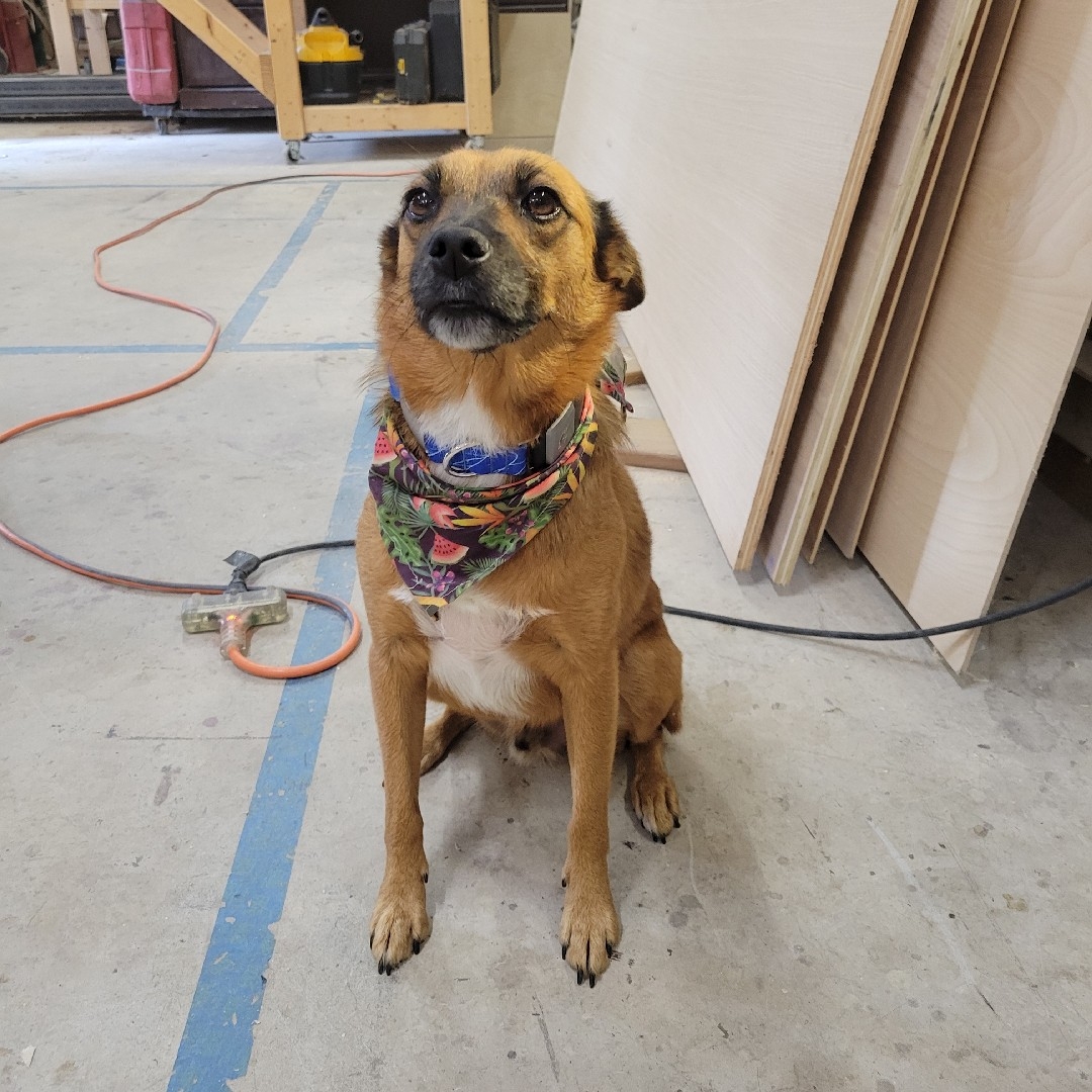A picture of "Bro"cephus, a 5 years 10 months old Other Mix dog.