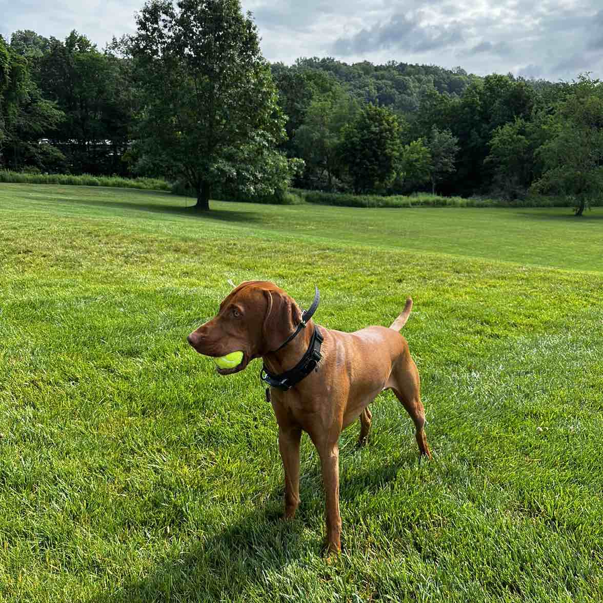 A picture of Koho, a 3 years 6 months old Other dog.