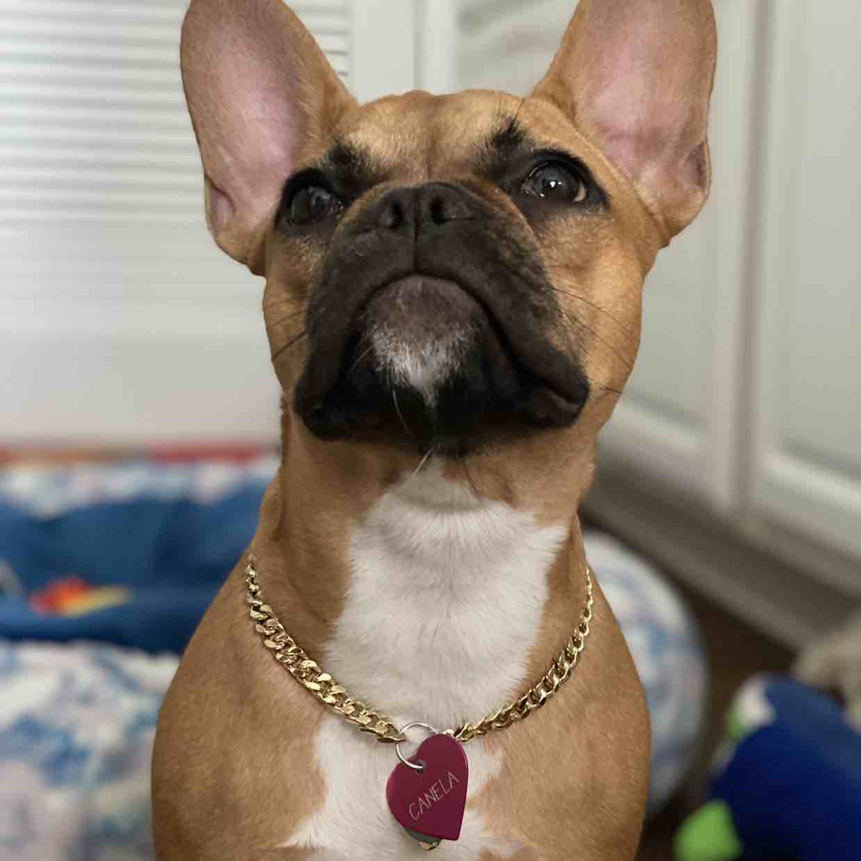 A picture of Canela, a 4 years 5 months old Other dog.